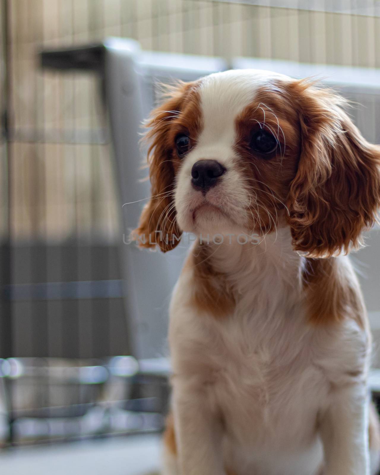 A puppy of the Cavalier King Charles Spaniel breed sits and looks to the side before a metal crate. The cute pup has the Blenheim colouring of this toy breed of dog.