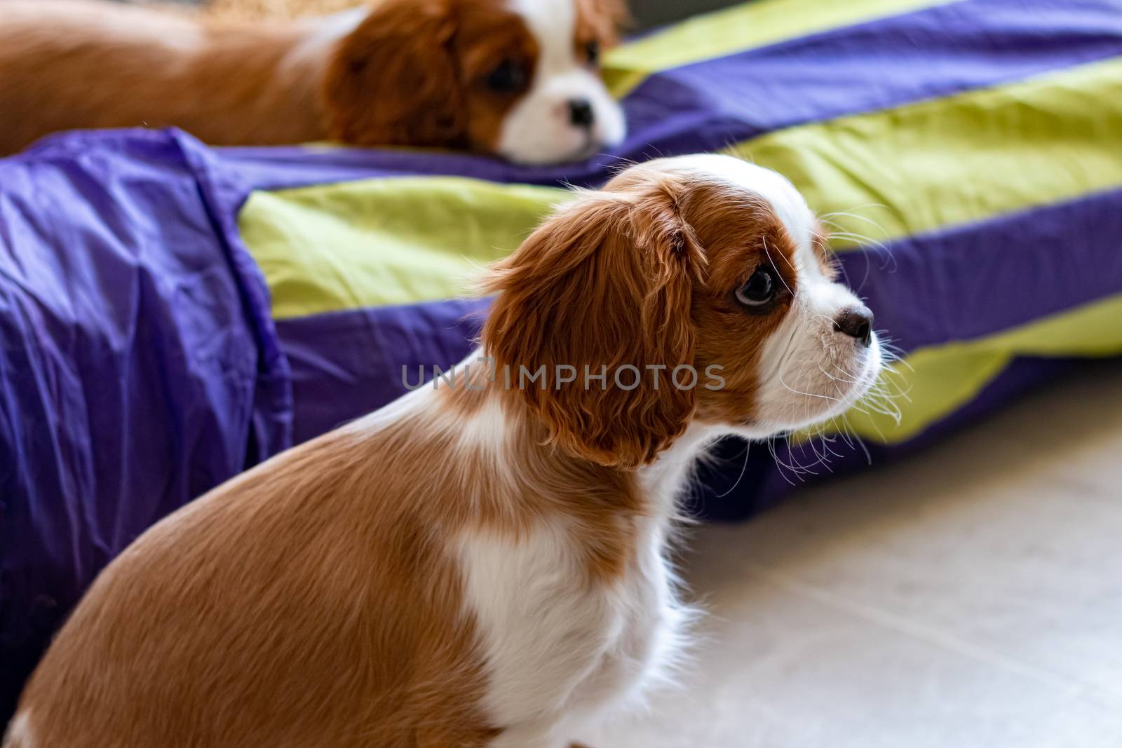 Two Cavalier King Charles Spaniel puppies are on a hardwood floor, with one sitting in the foreground, and another resting its head on a play tunnel in the background.