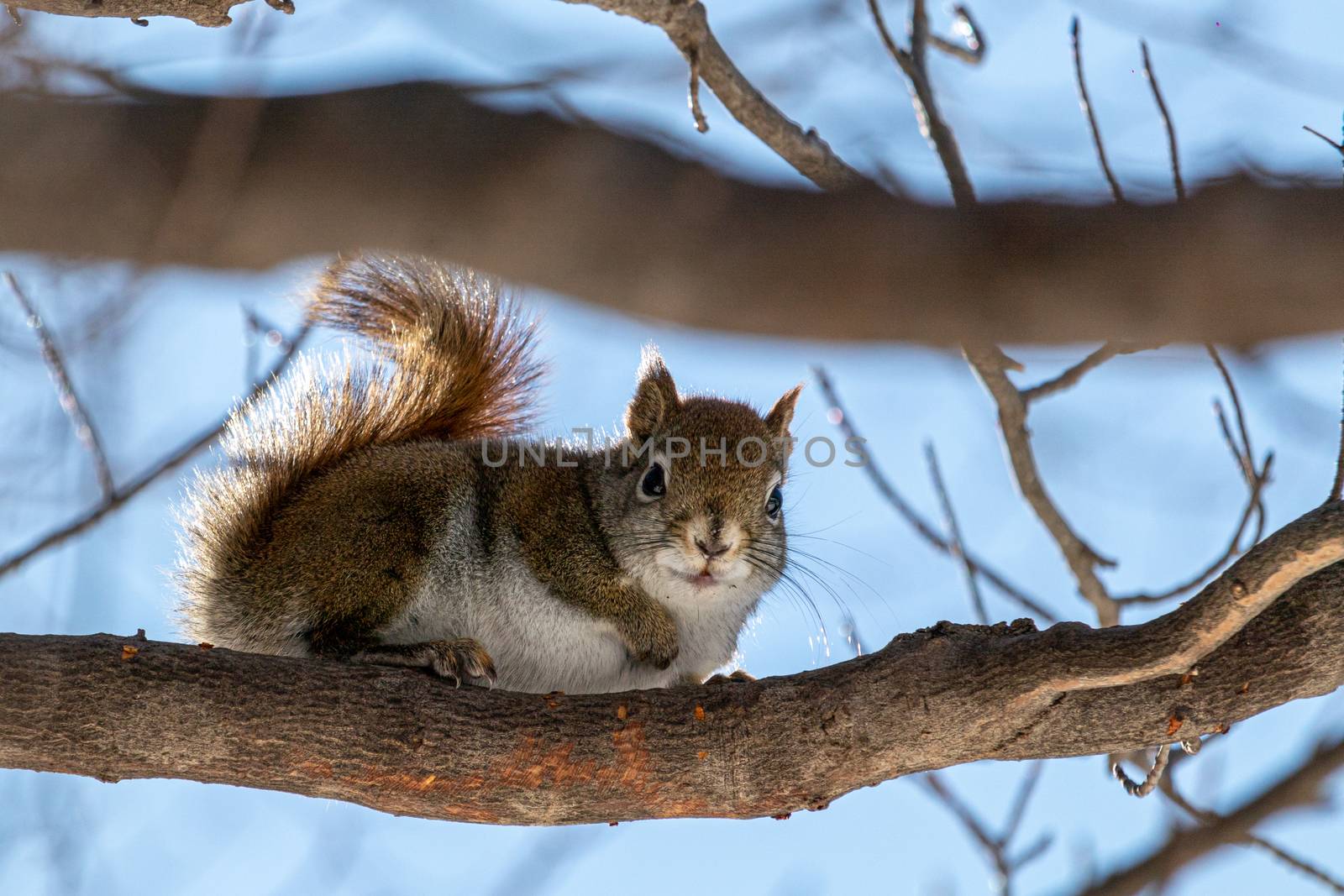 Red tree squirrel through the branches against sky by colintemple