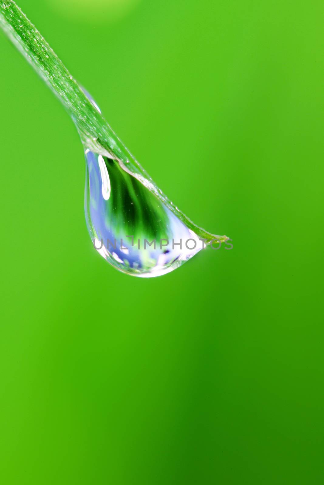 Fresh grass blade with big water dew drop macro close up freshness nature concept