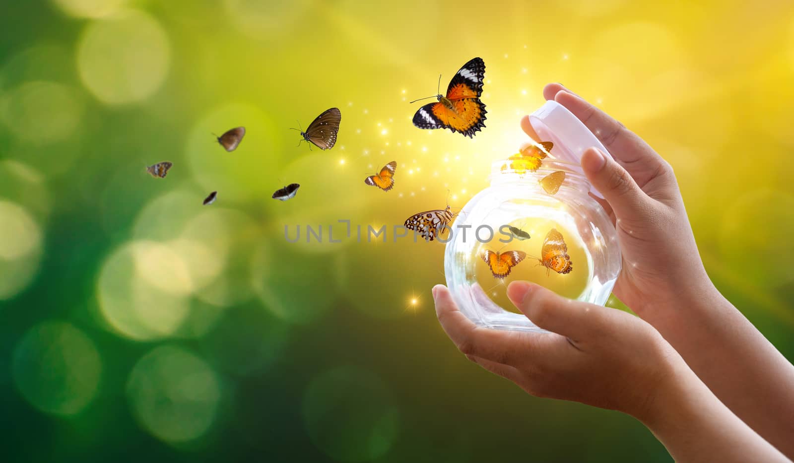 The girl frees the butterfly from the jar, golden blue moment Concept of freedom