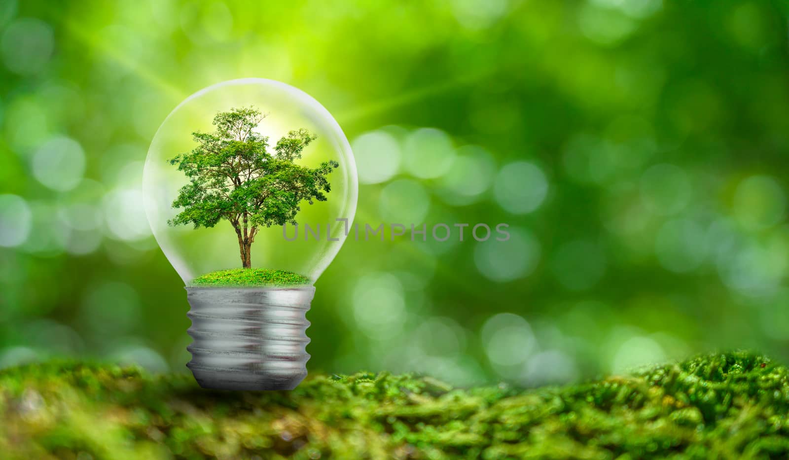 The bulb is located on the inside with leaves forest and the trees are in the light. Concepts of environmental conservation and global warming plant growing inside lamp bulb over dry