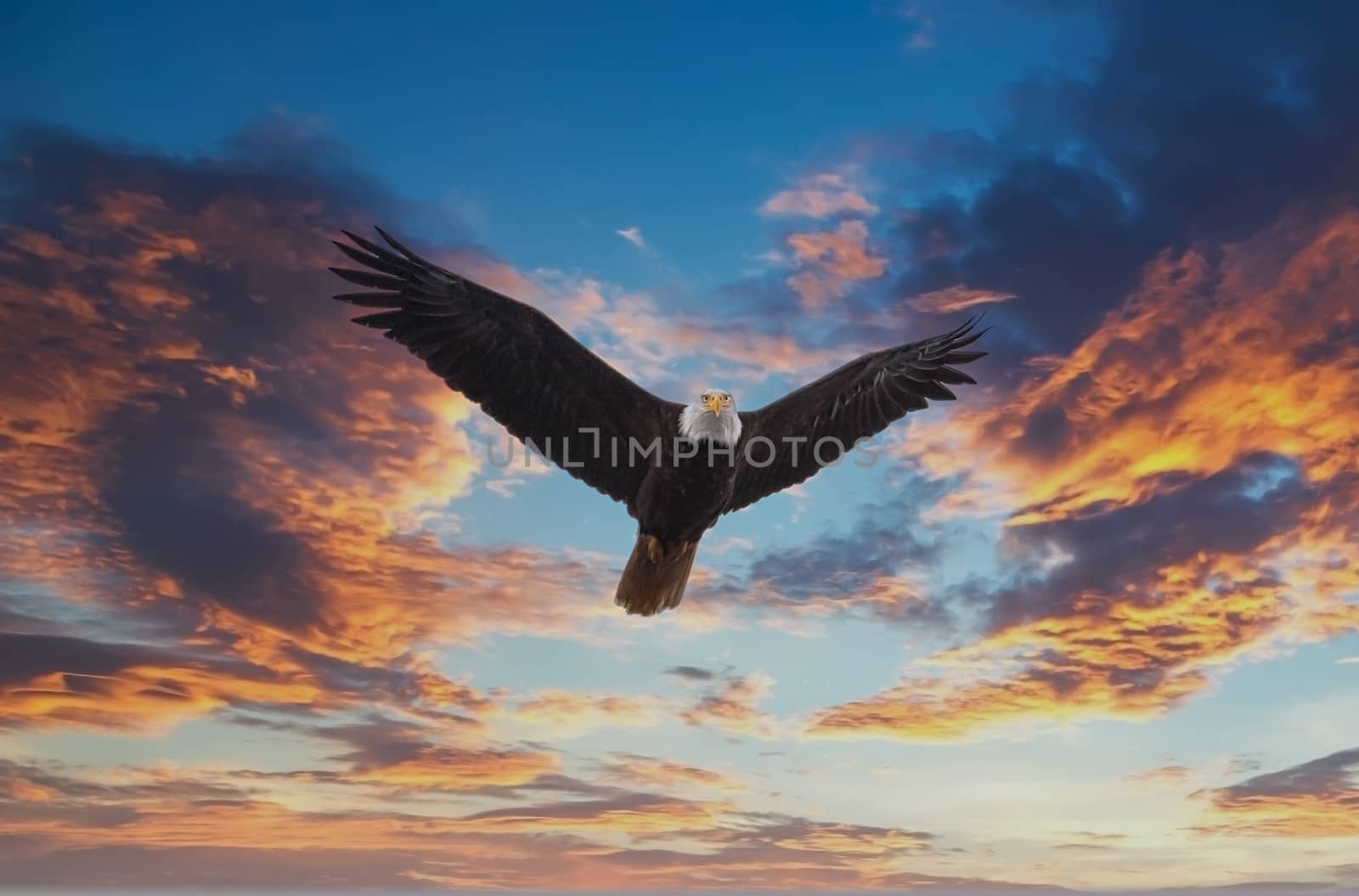 A bald eagle flying and looking at camera