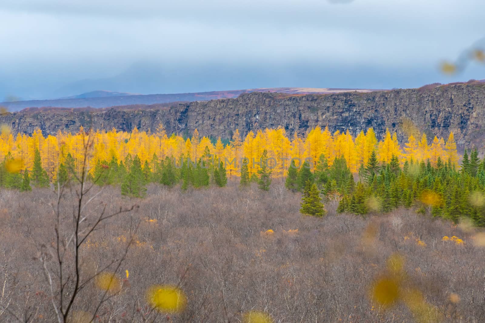 Asbyrgi Canyon in Northern Iceland green and yellow needle trees by MXW_Stock