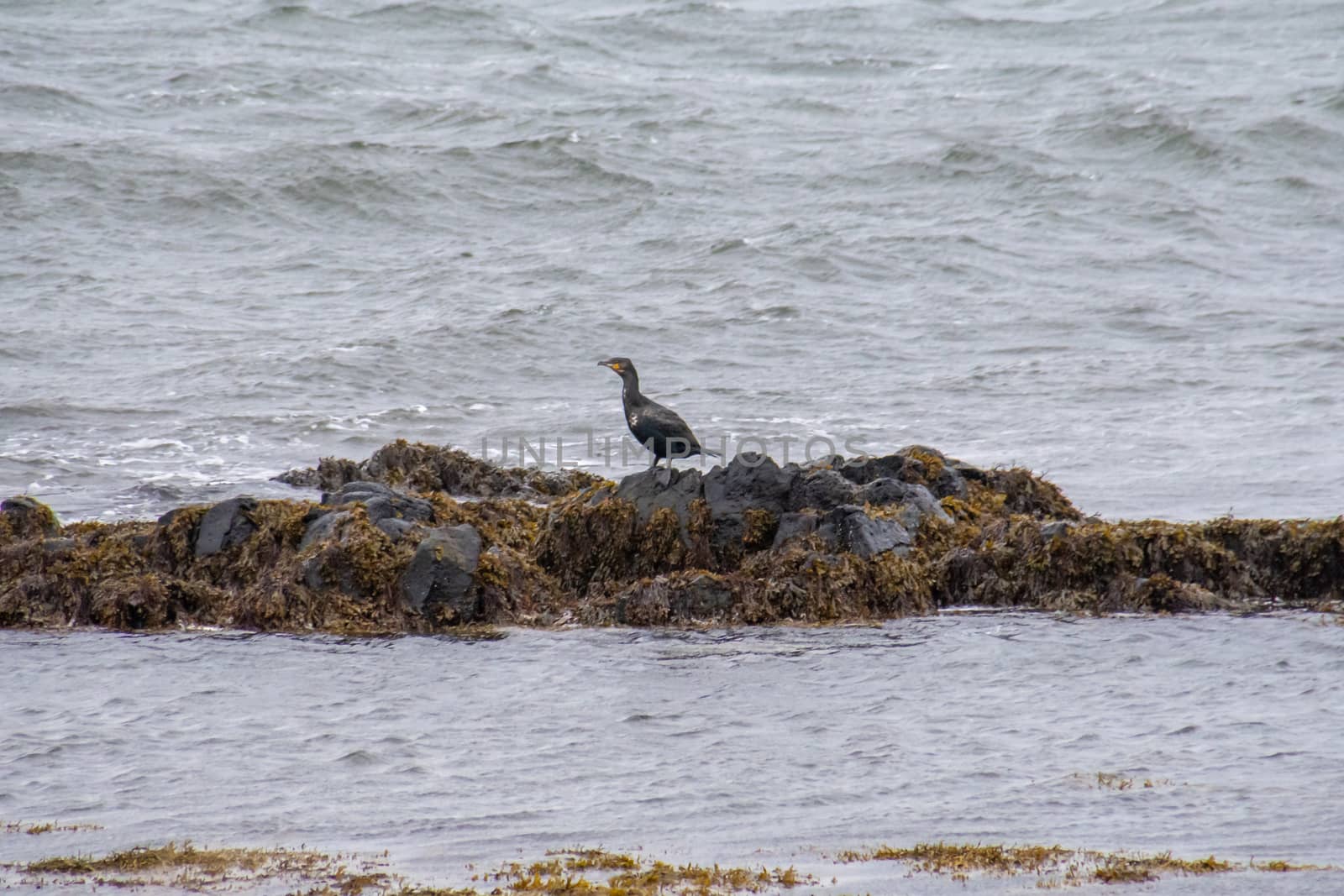 Birds in Iceland black cormorant Phalacrocorax carbo waiting on rock at Atlantic coast by MXW_Stock
