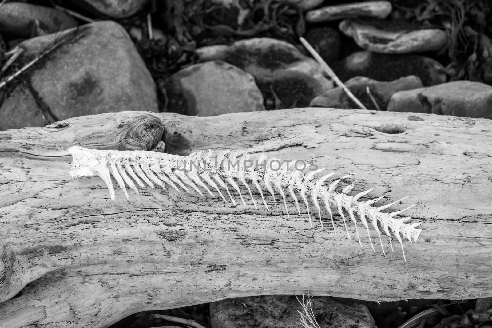 Fish bone lying on driftwood at Atlantic coast in Iceland black and white photo