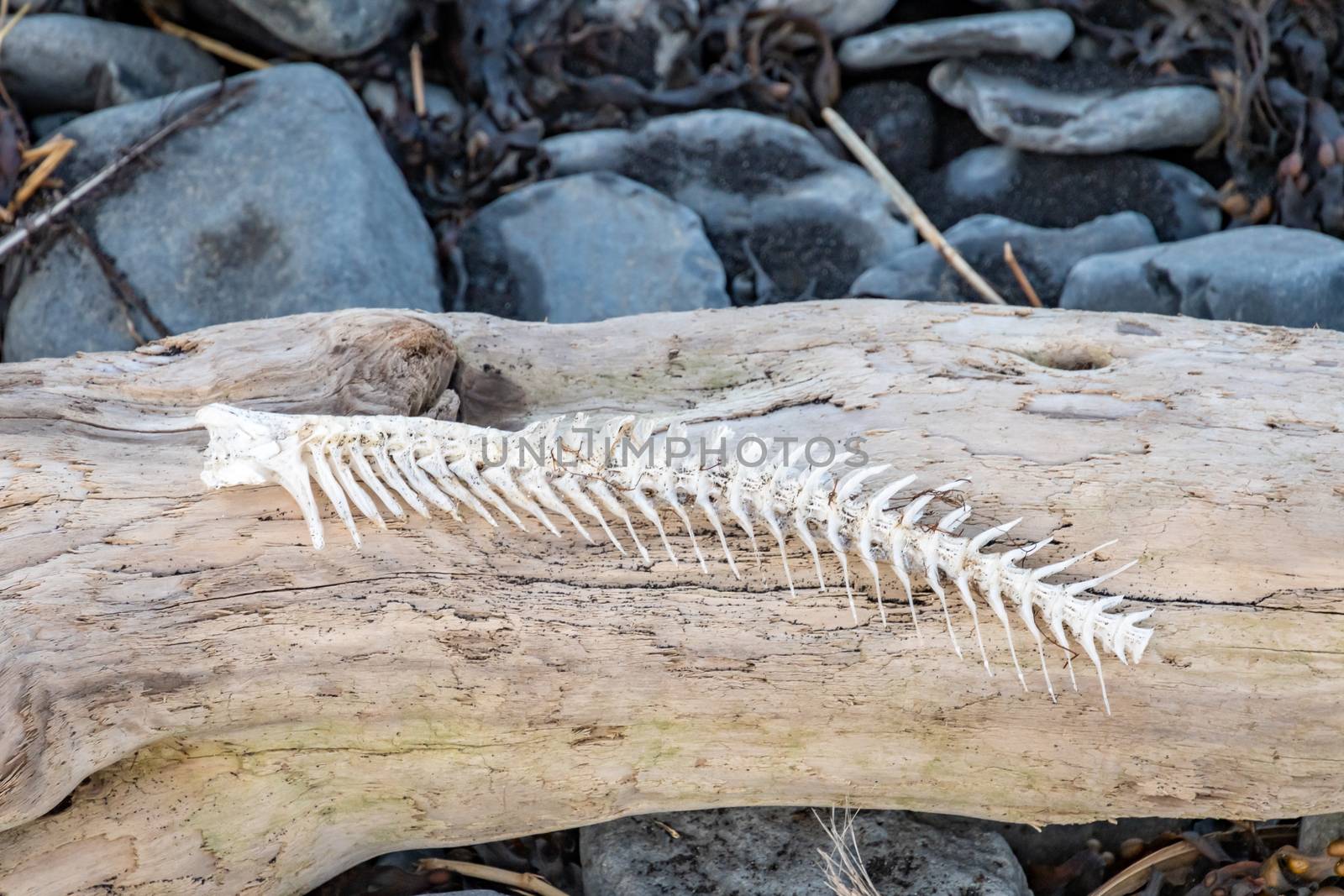 Fish bone lying on driftwood at Atlantic coast in Iceland by MXW_Stock