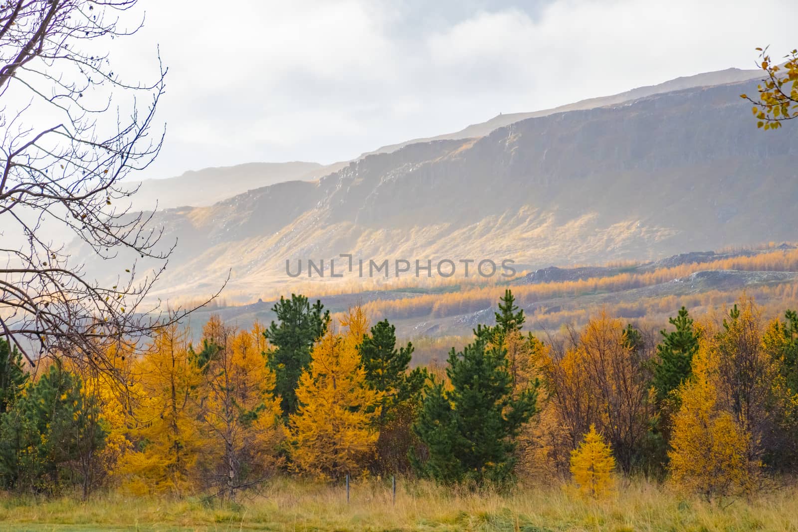 Forrest in northern Iceland trees colored in yellow in autumn by MXW_Stock