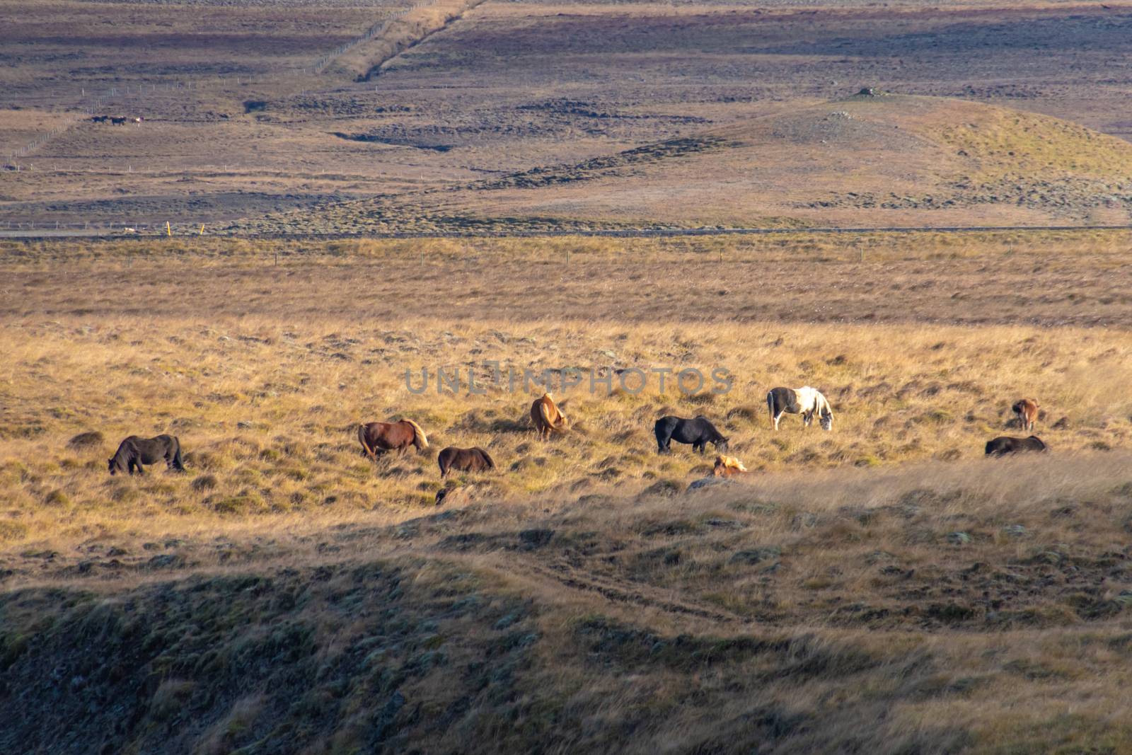 Herd of Icelandic horses grazing in valley during sunny day in Iceland by MXW_Stock