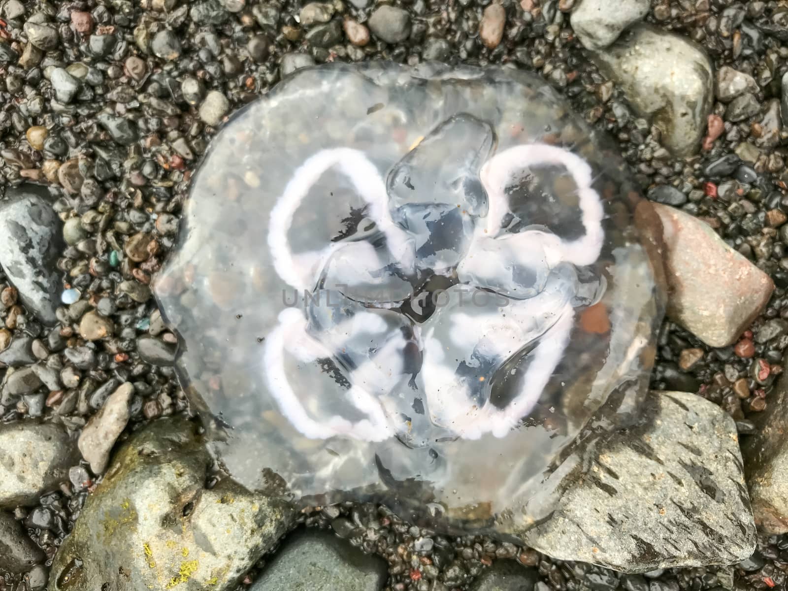 Jellyfish stranded on rocks on shore of Icelands west fjords