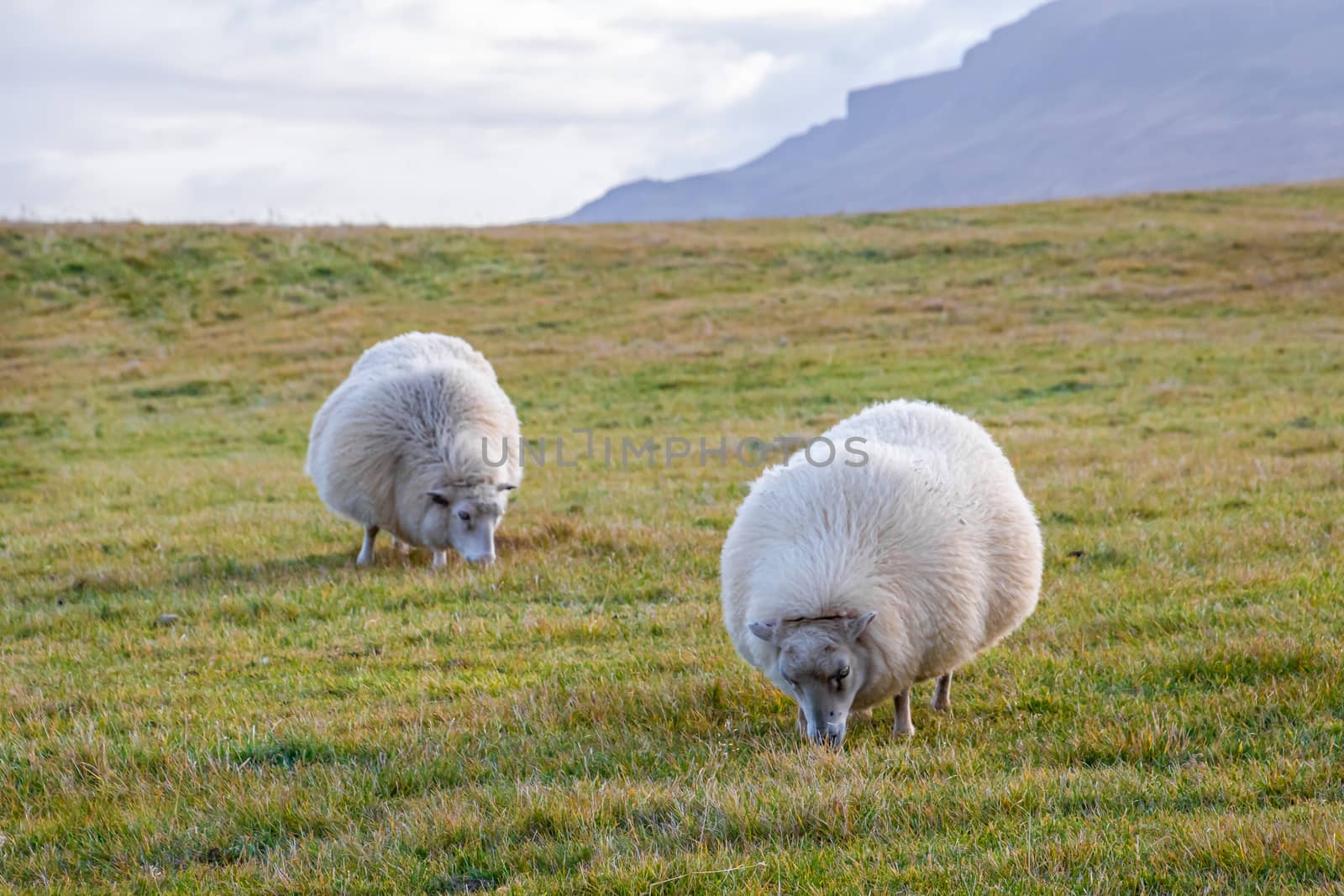 Icelandic sheep with white and thick wool fur grazing on meadow
