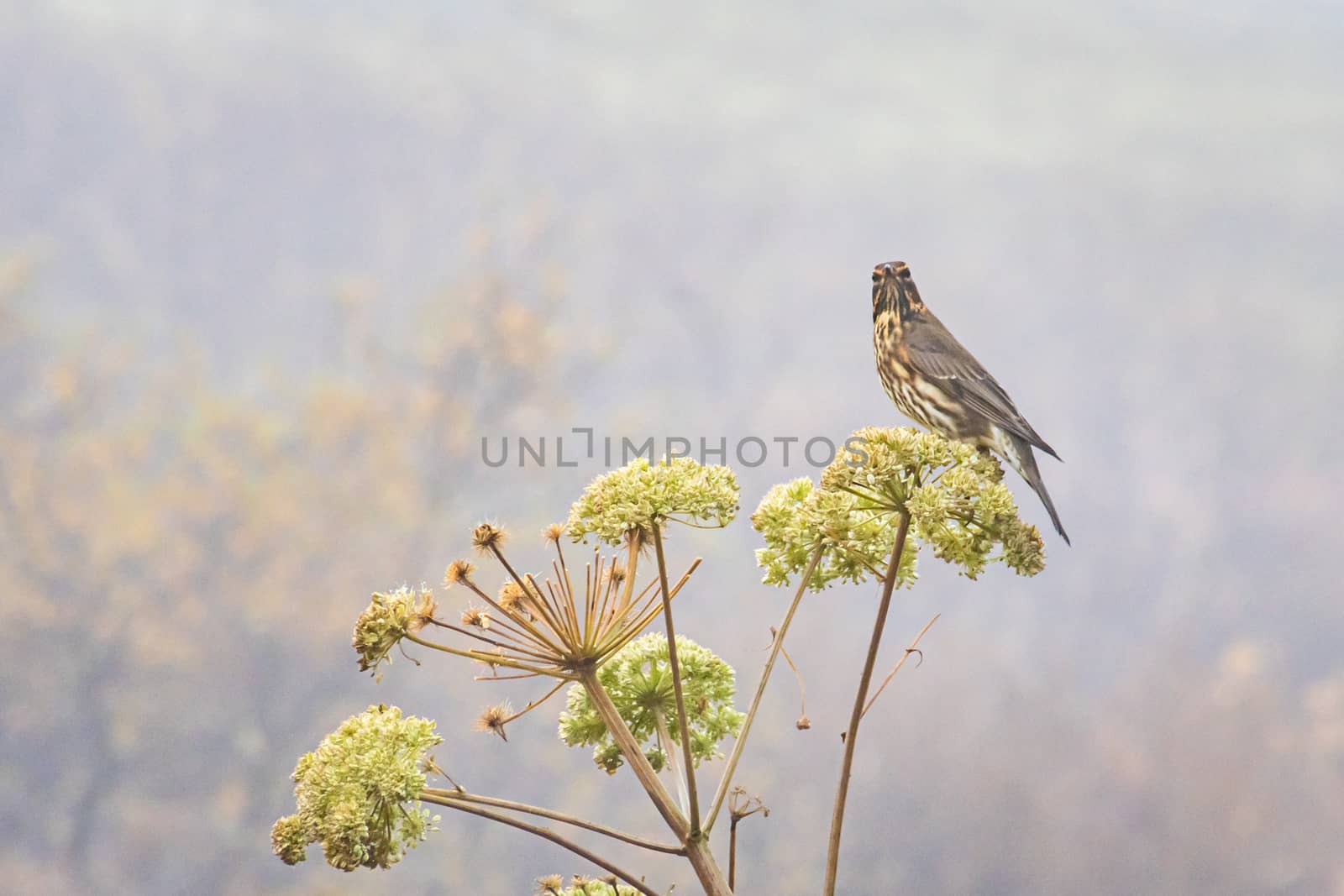 Redwing bird sitting on top of plant in fog during autumn by MXW_Stock