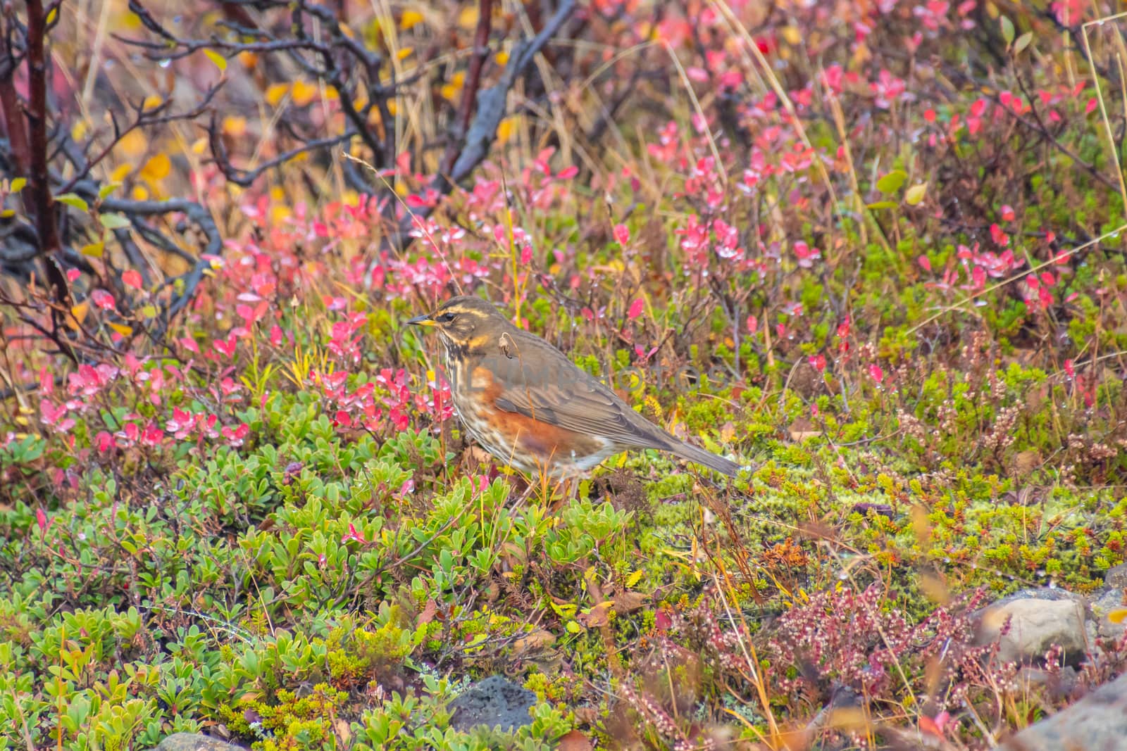 Red wing bird with colorful feathers between small trees and bushes in Iceland
