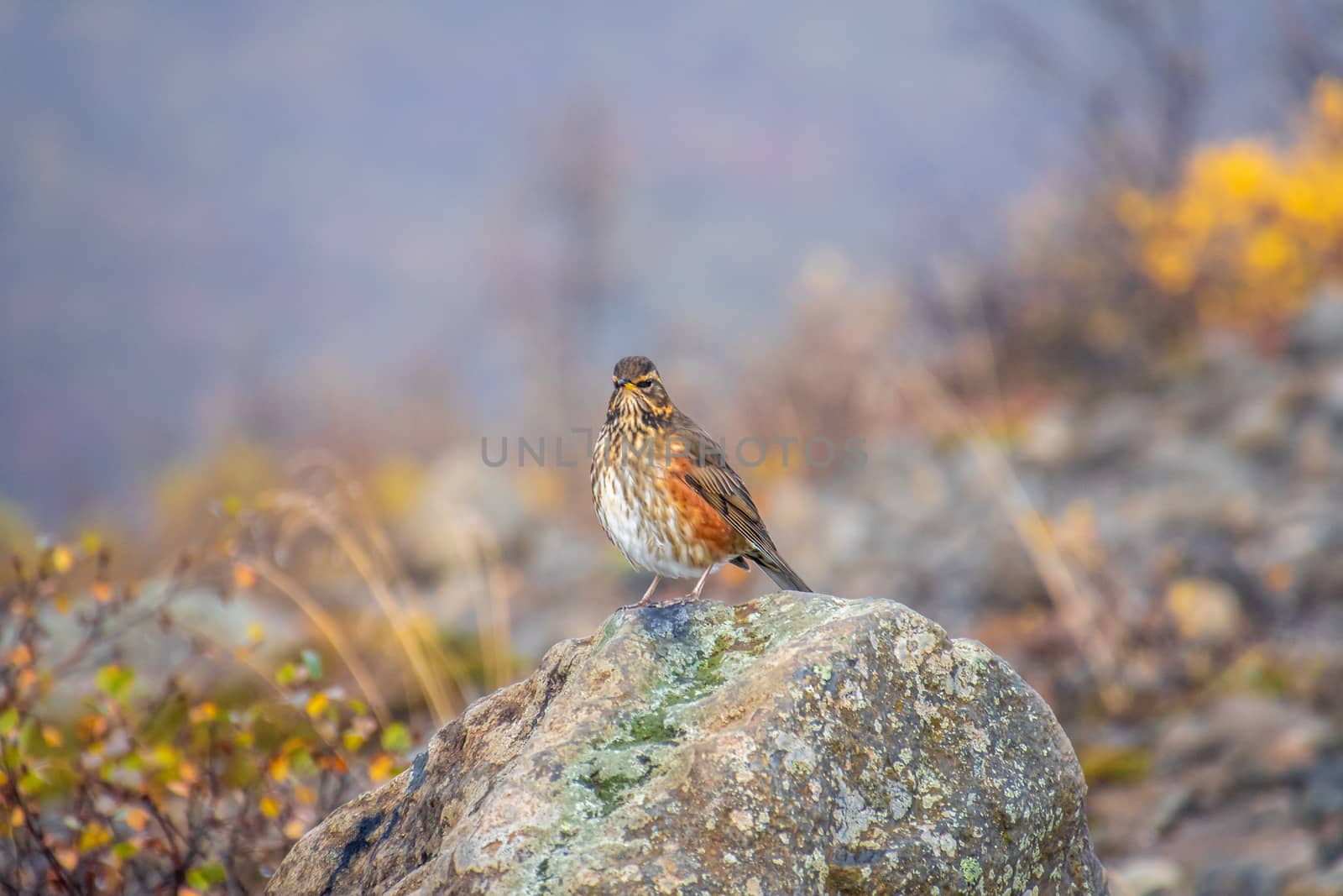 Redwing bird with colorful feathers sitting on rock in Iceland by MXW_Stock