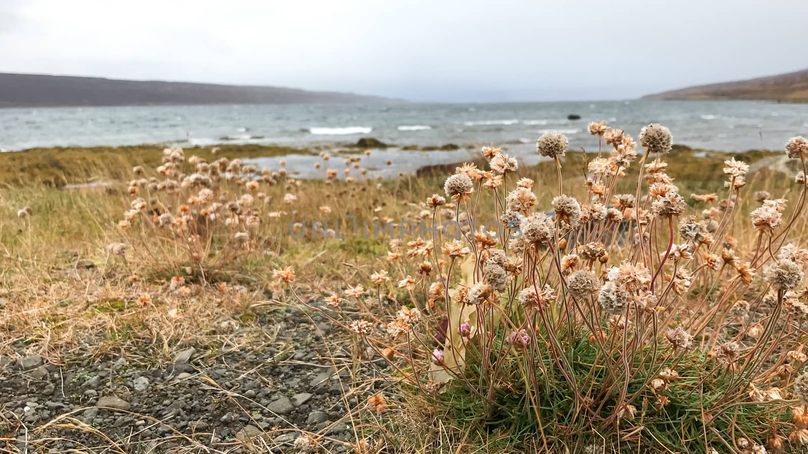 Small flowers growing at Icelands Westfjords close to the Atlantic shore by MXW_Stock