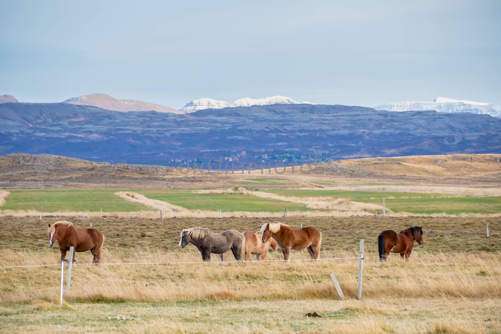 Snaefellsness national park in Iceland icelandic horses standing on meadow during fall