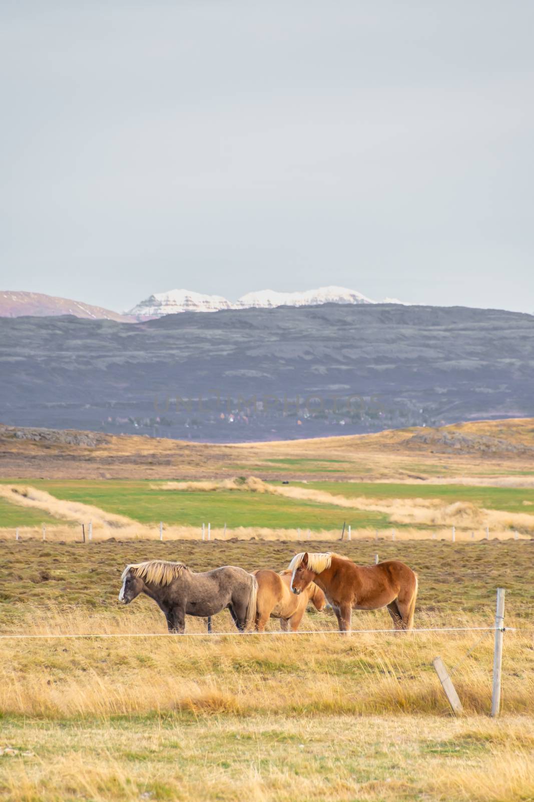 Snaefellsness national park in Iceland icelandic horses standing on meadow in front of mountain range by MXW_Stock
