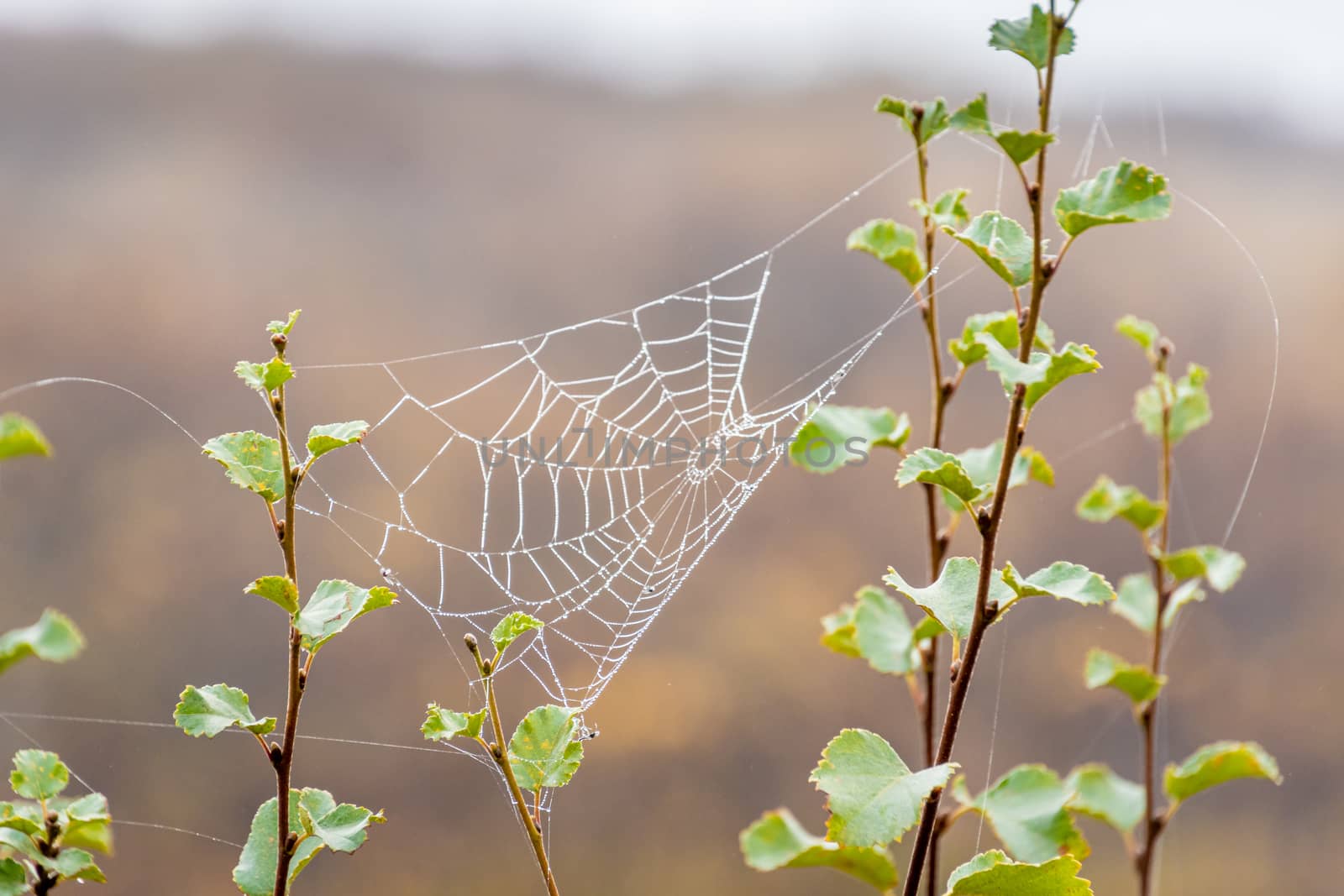 Spider web between small branches covered in small water droplets during fog