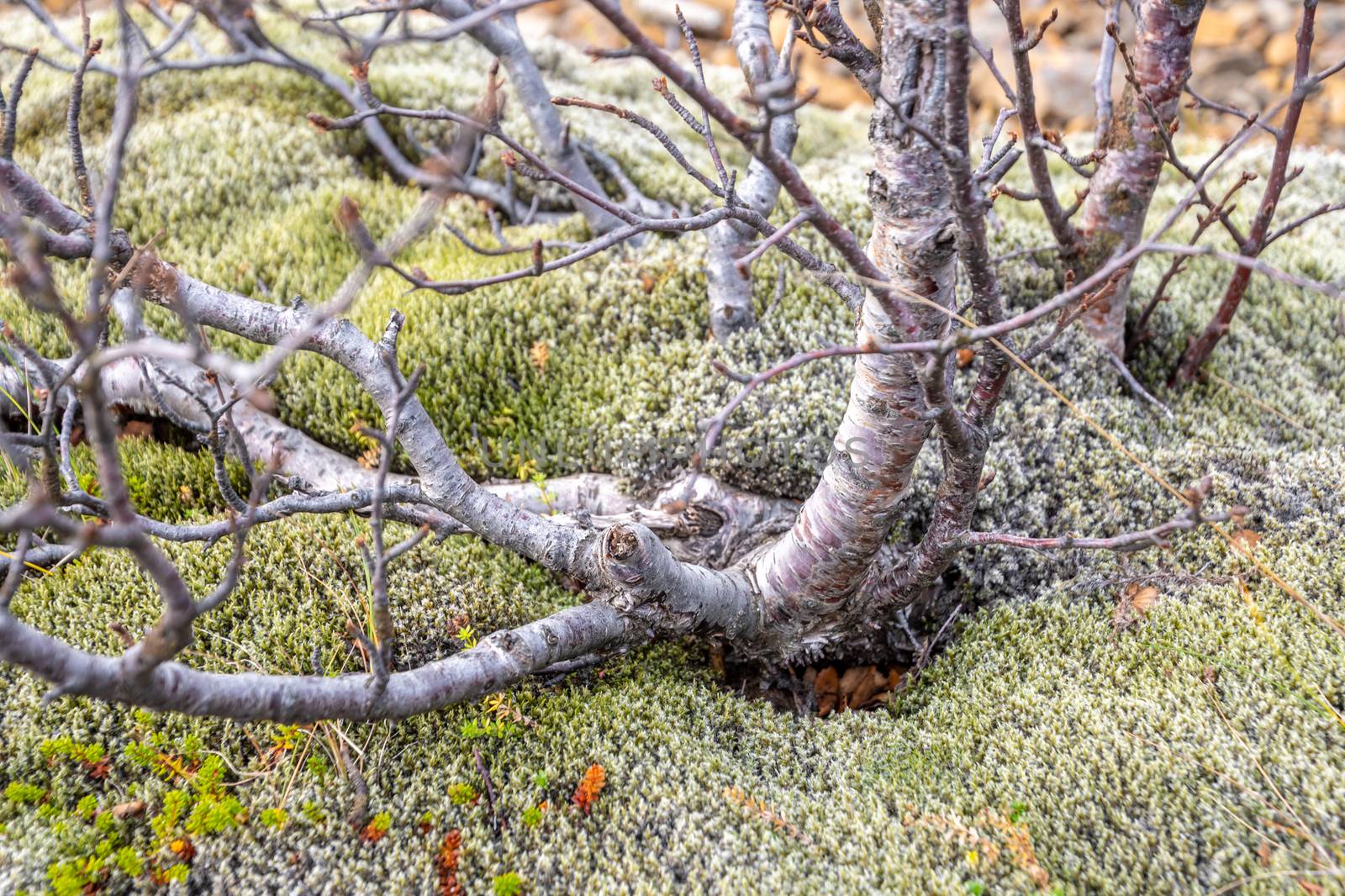 Thick moss growing under tree in wet and cold Iceland