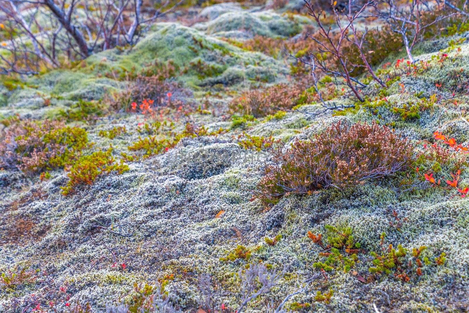 Thick moss, small trees and lichens growing on wet forrest floor of Iceland by MXW_Stock