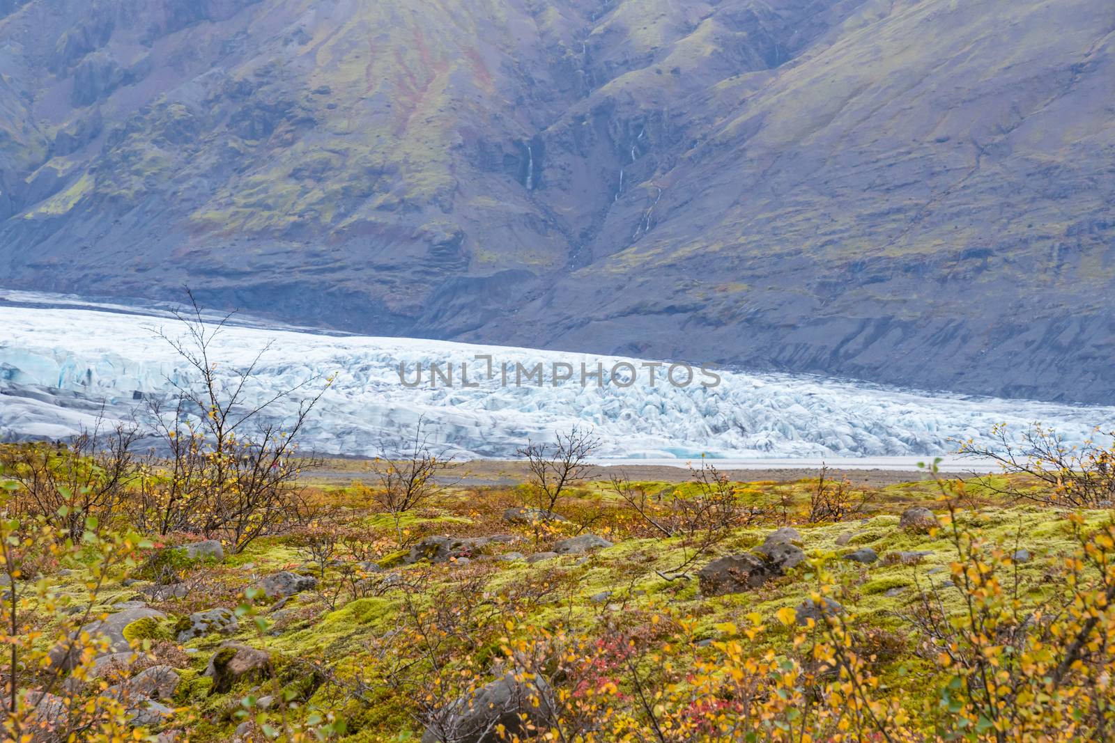 Vatnajoekull glacier in Iceland colorful vegetation in front of ice and mountain slope