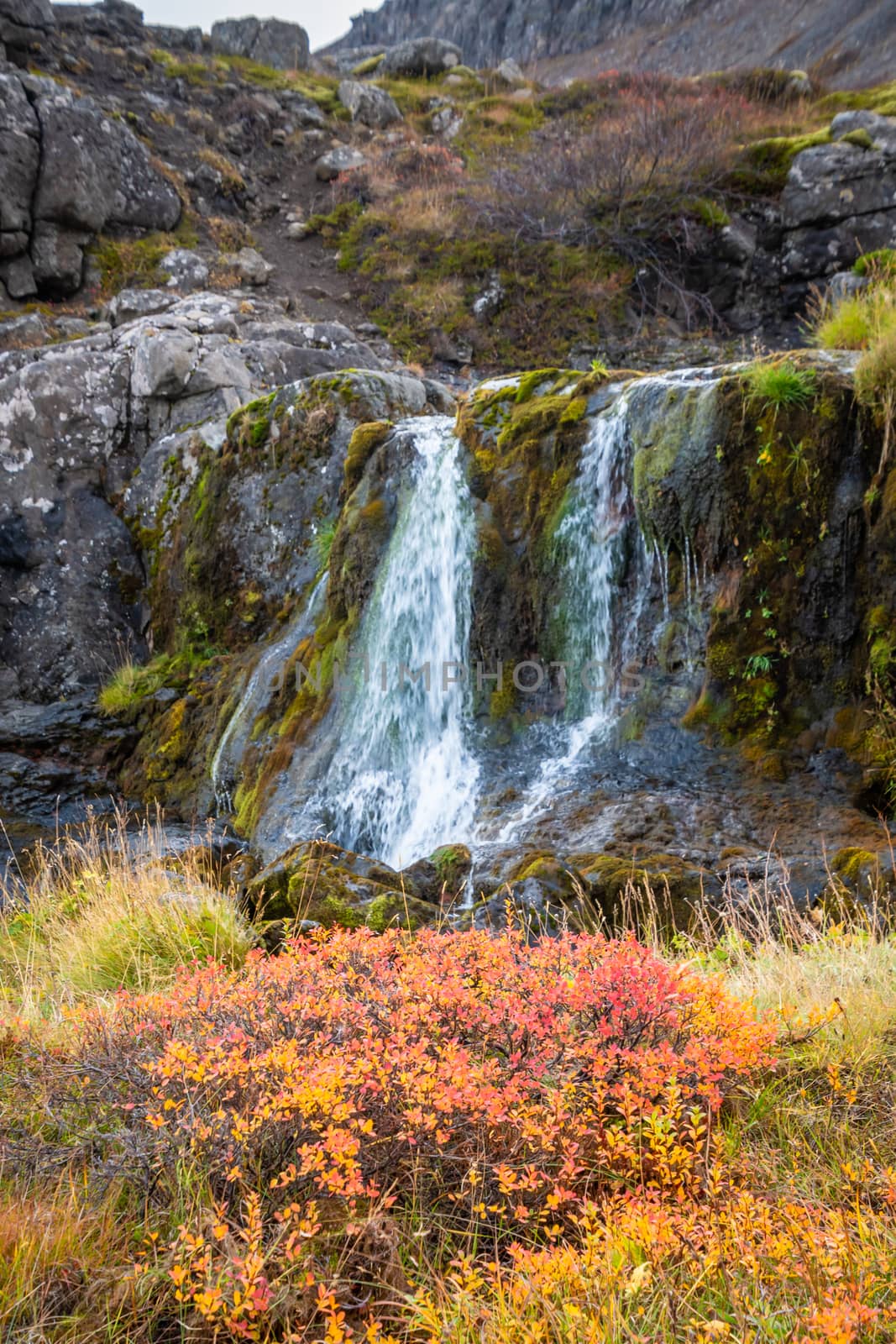 West fjords of Iceland Göngummanafoss and Dynjandi waterfall red colored bush during autumn in front of small side arm