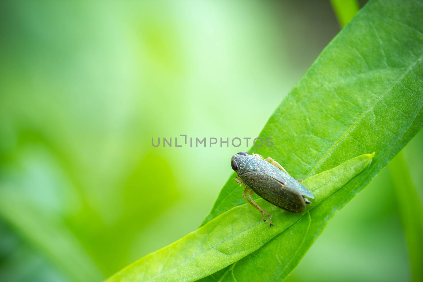 Aphid on a green plant leaf in organic farm. It is a pest that damages farmers. Closeup and copy space. Concept of agricultural.