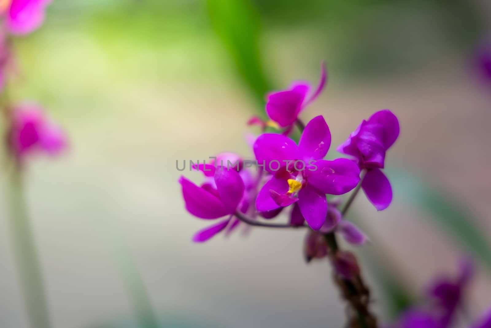 Beautiful blooming orchids in forest, On the bright sunshine