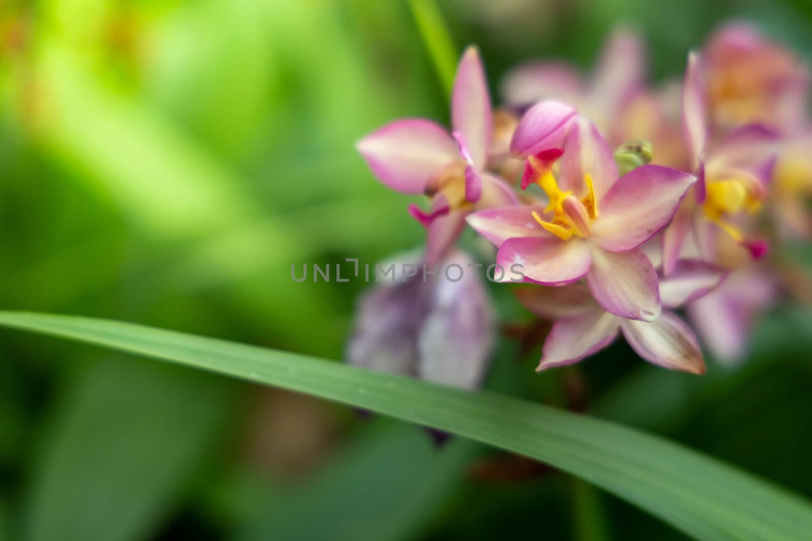 Beautiful blooming orchids in forest, On the bright sunshine