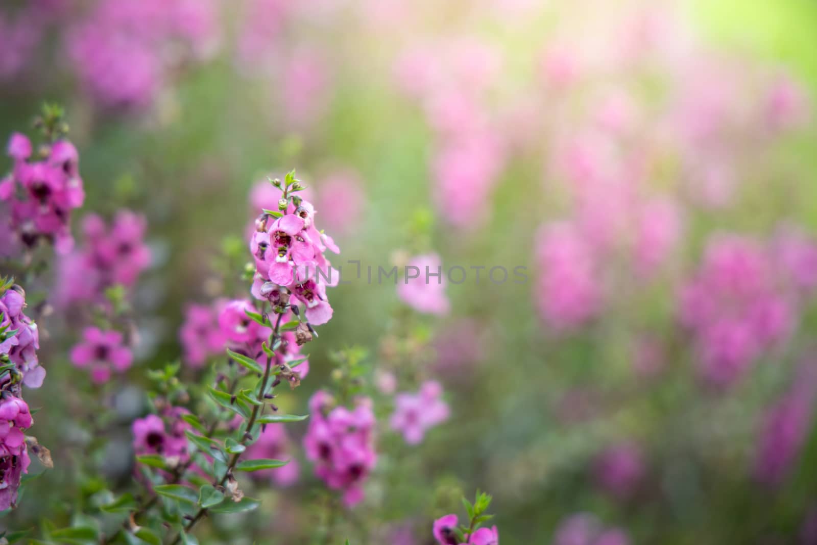 The background image of the colorful flowers by teerawit