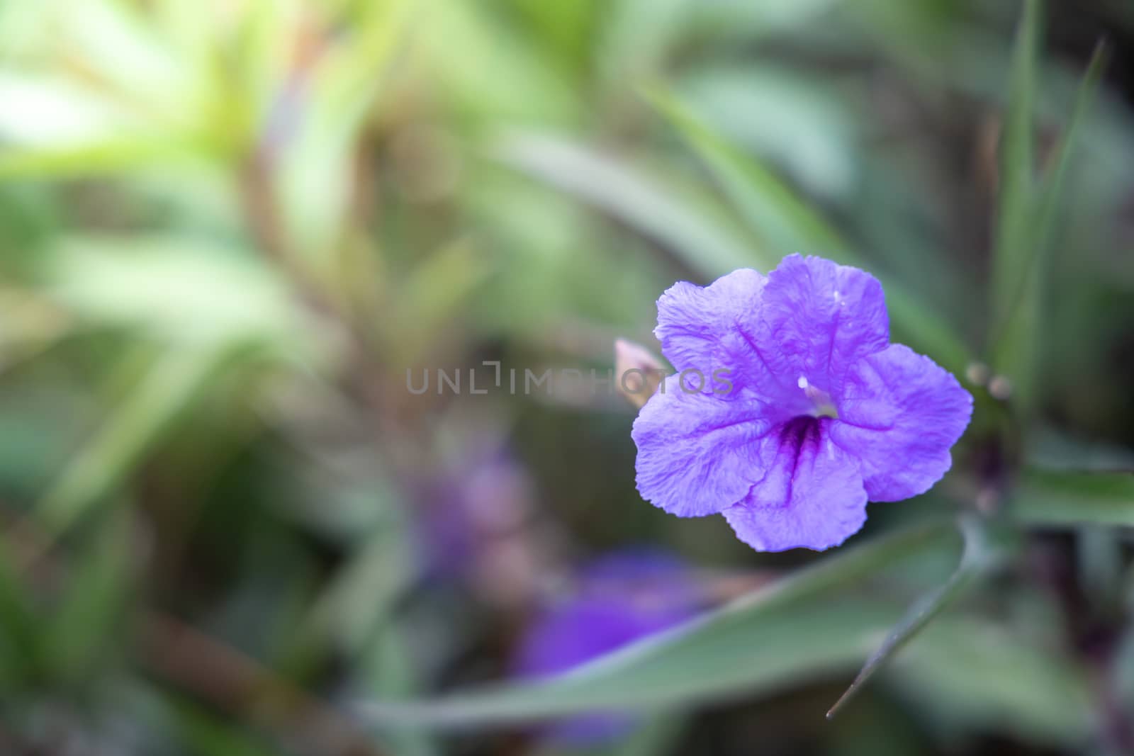 The background image of the colorful flowers by teerawit