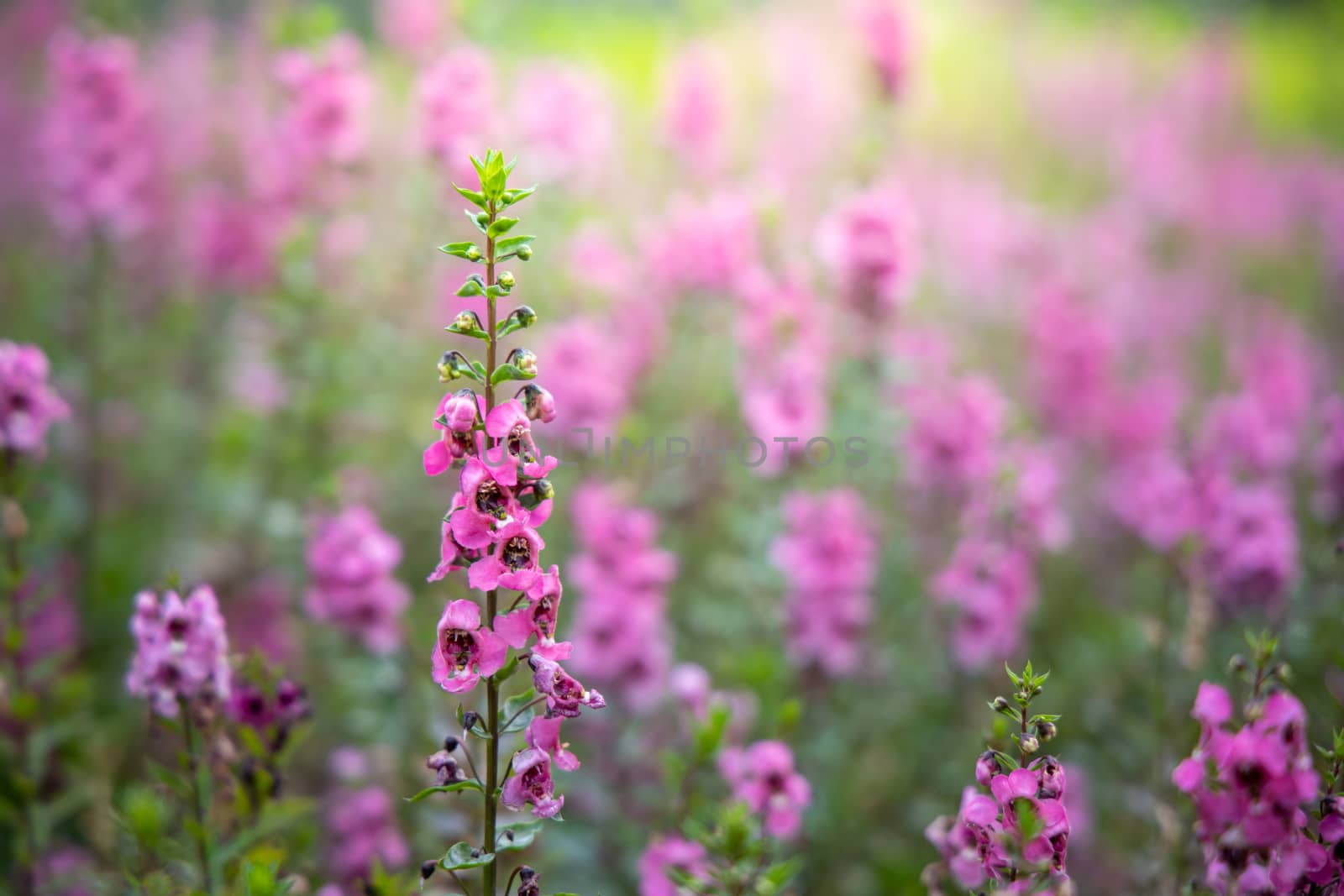 The background image of the colorful flowers, background nature