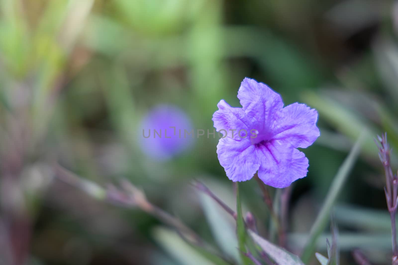 The background image of the colorful flowers, background nature