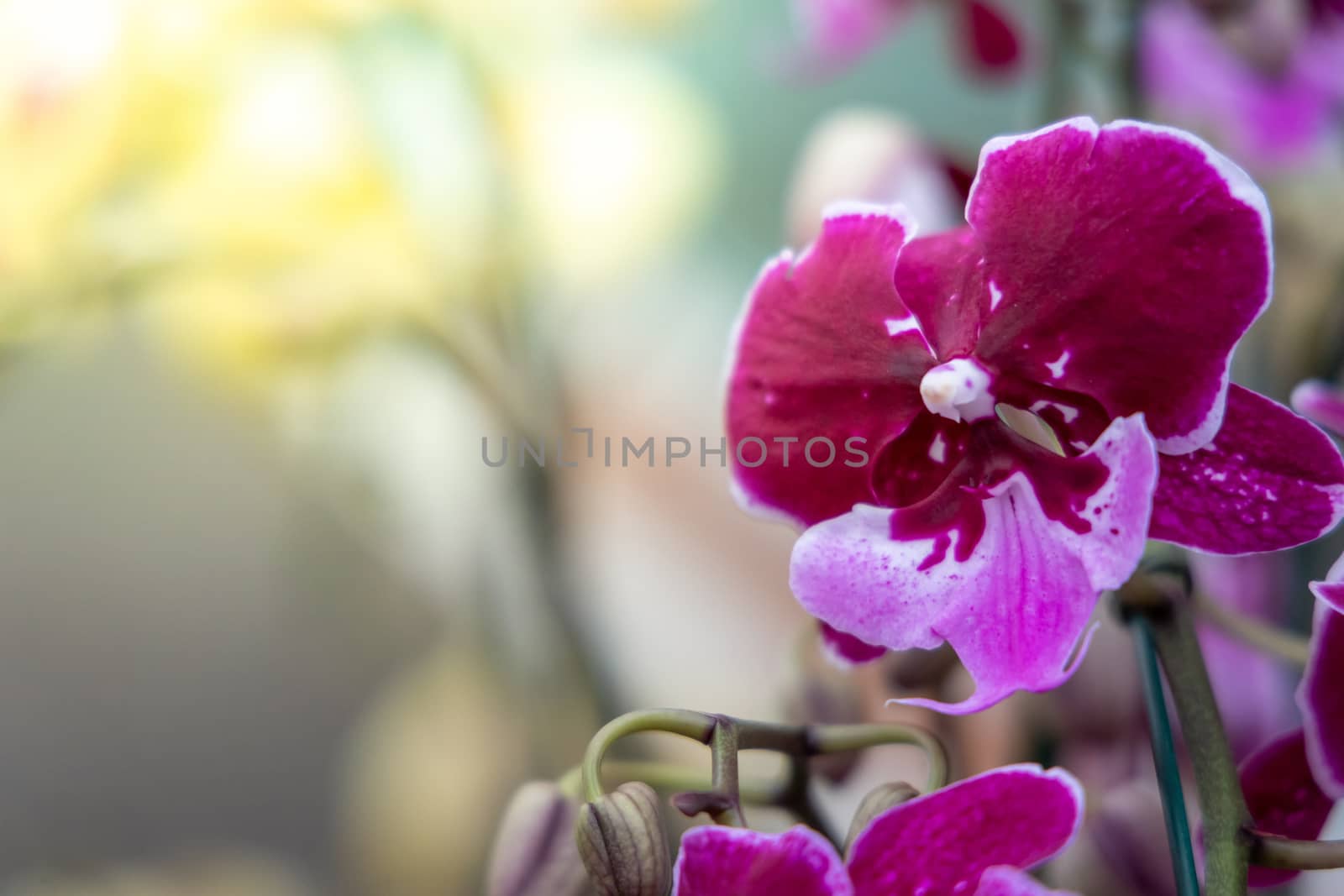 Beautiful blooming orchids in forest, On the bright sunshine