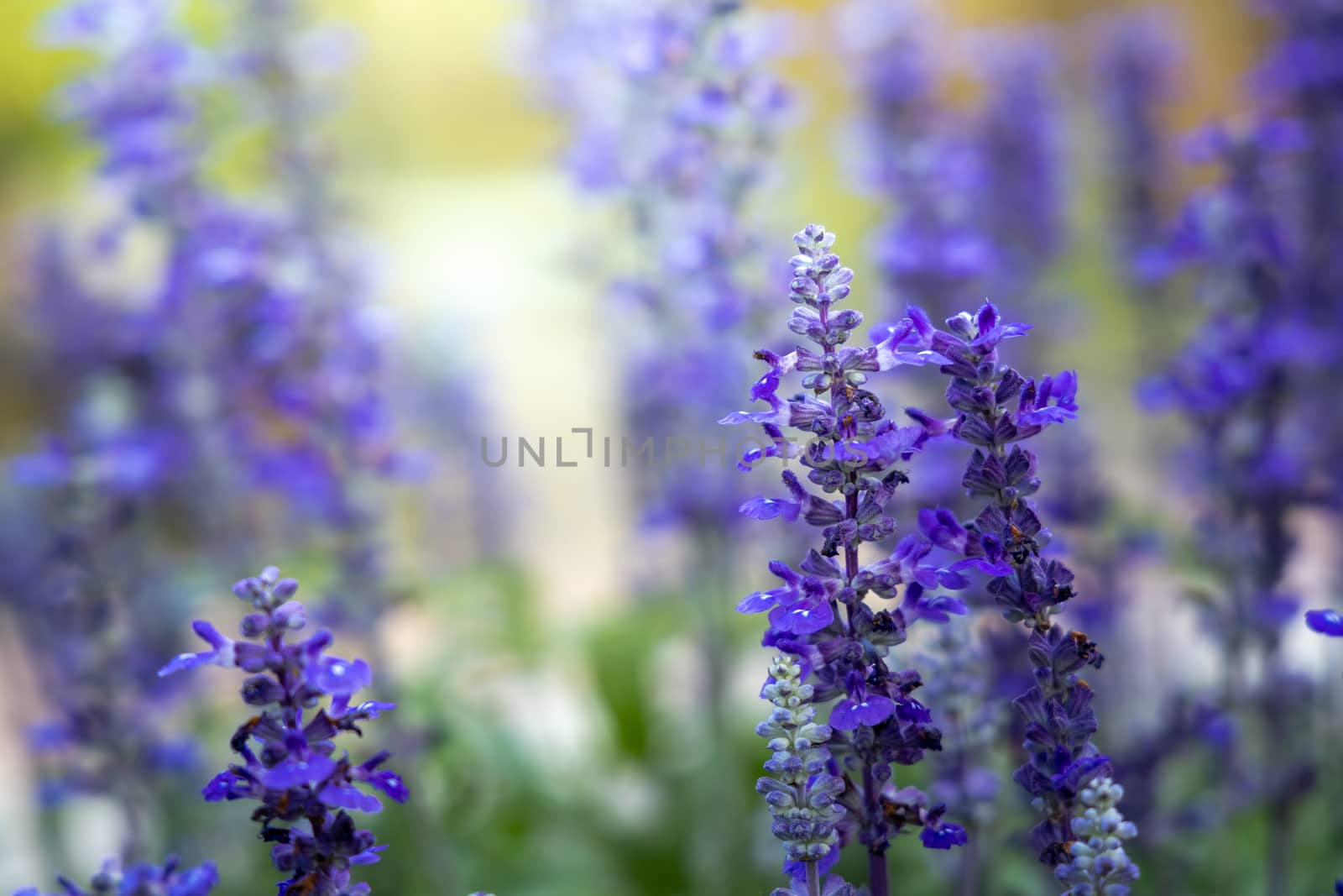 The background image of the colorful flowers, background nature