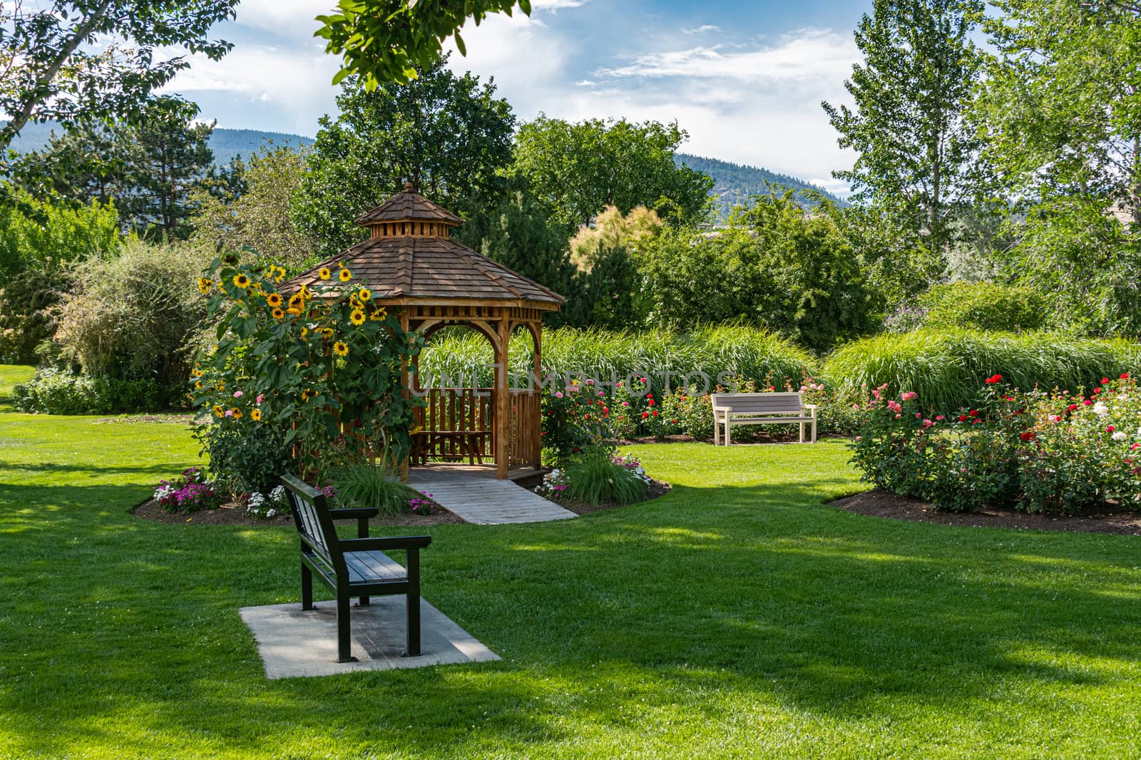 Recreation area in a park with snug cozy gazebo under blossoming sunflowers on sunny summer day. Wooden gazebo in a garden on bright sunny day