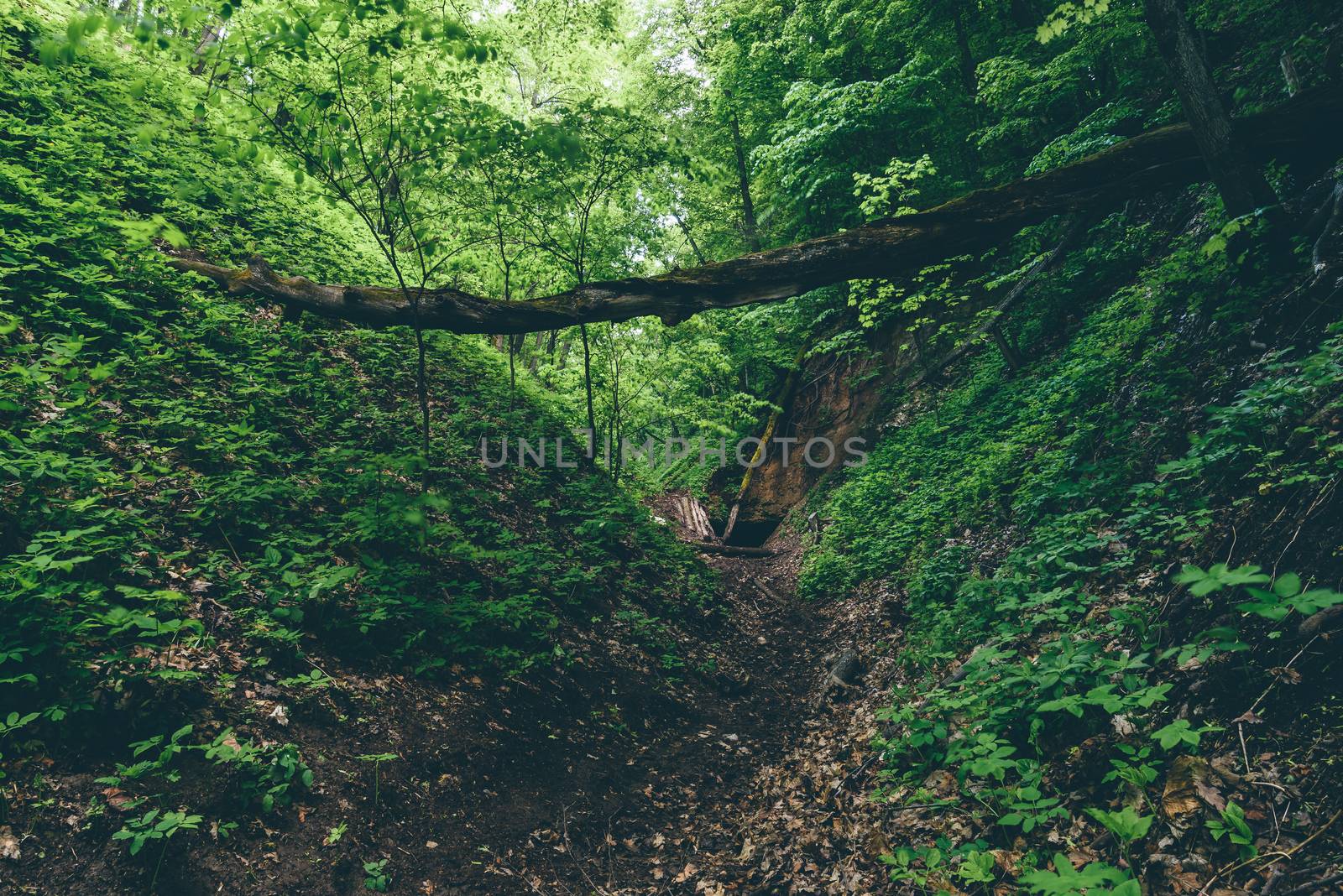 Gully with fallen trees and cave entrance in forest