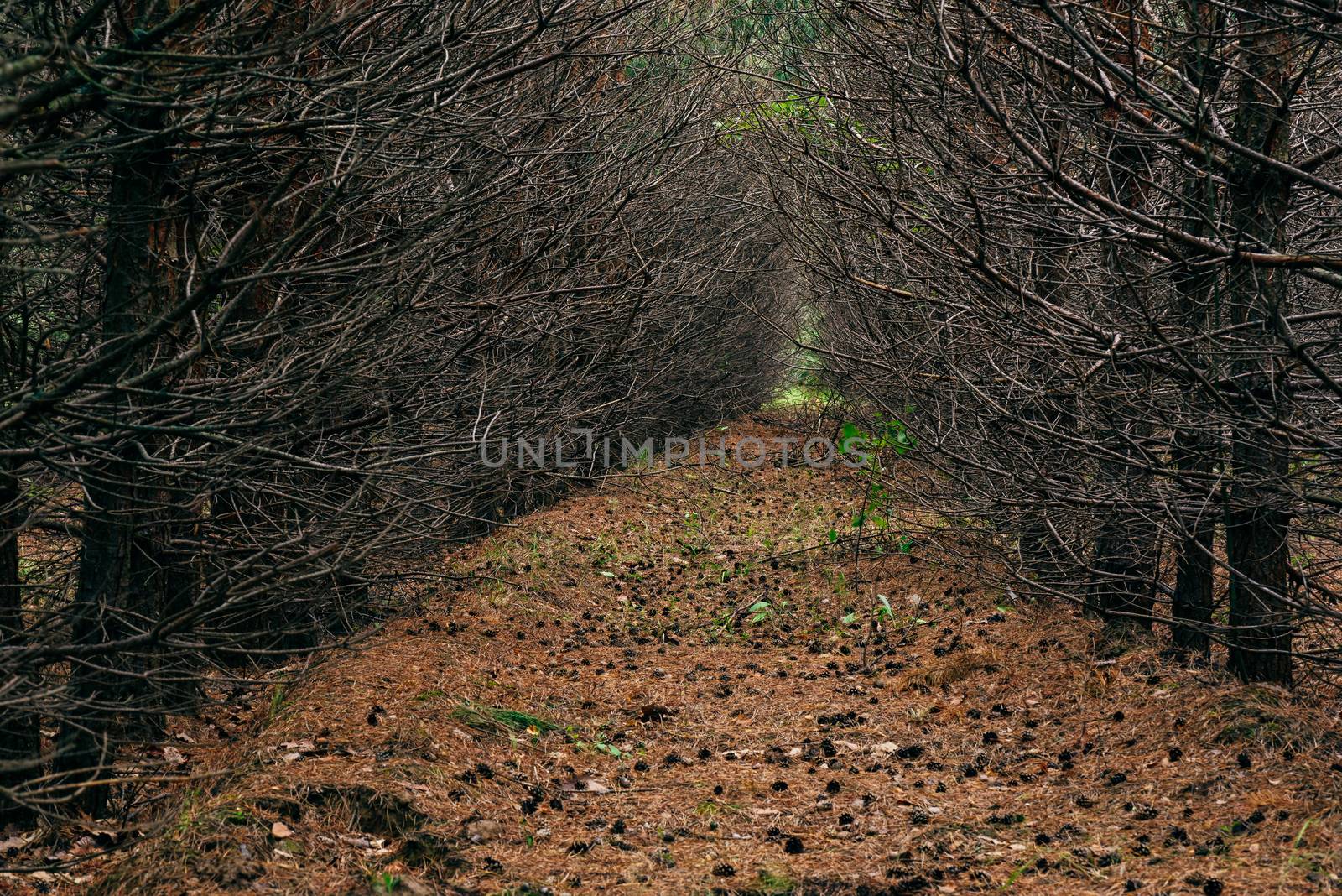 Dark pine forest with trees in a row