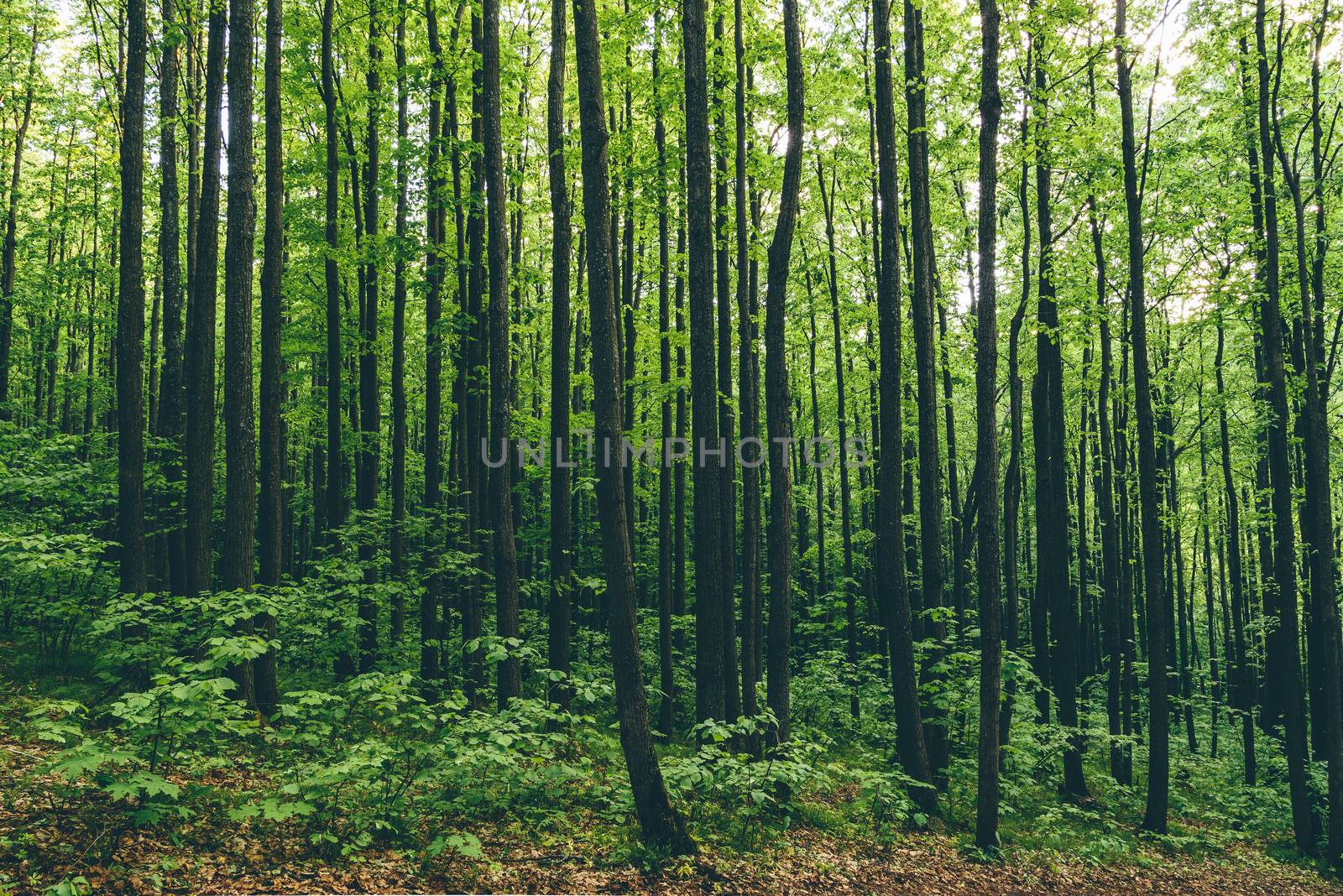 Trees background at summertime with green leaves