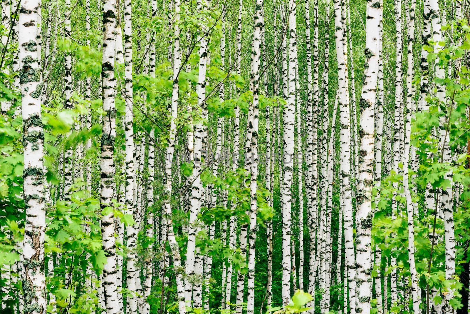 Birch tree background at summertime with green leaves