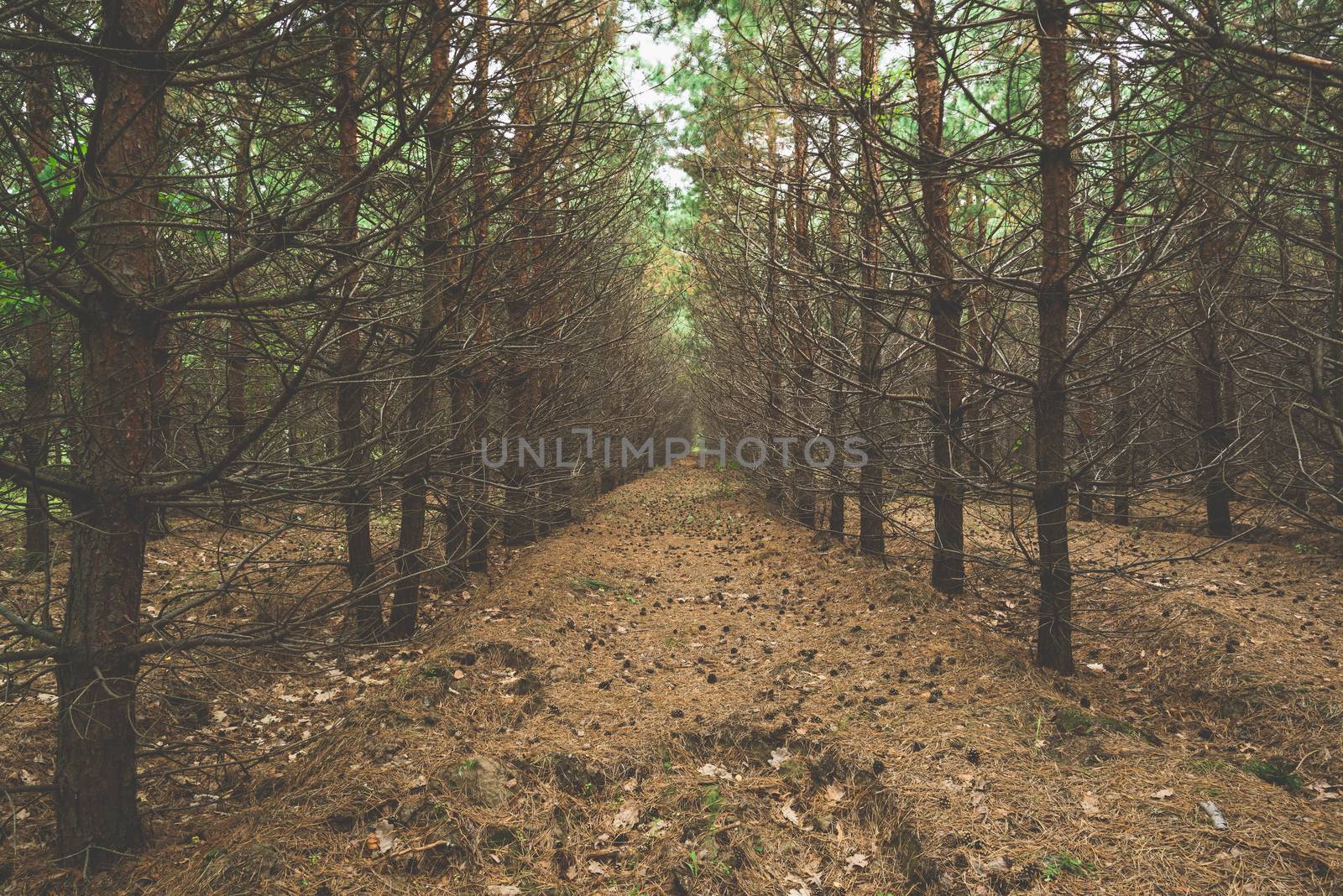 Dark pine forest with trees in a row