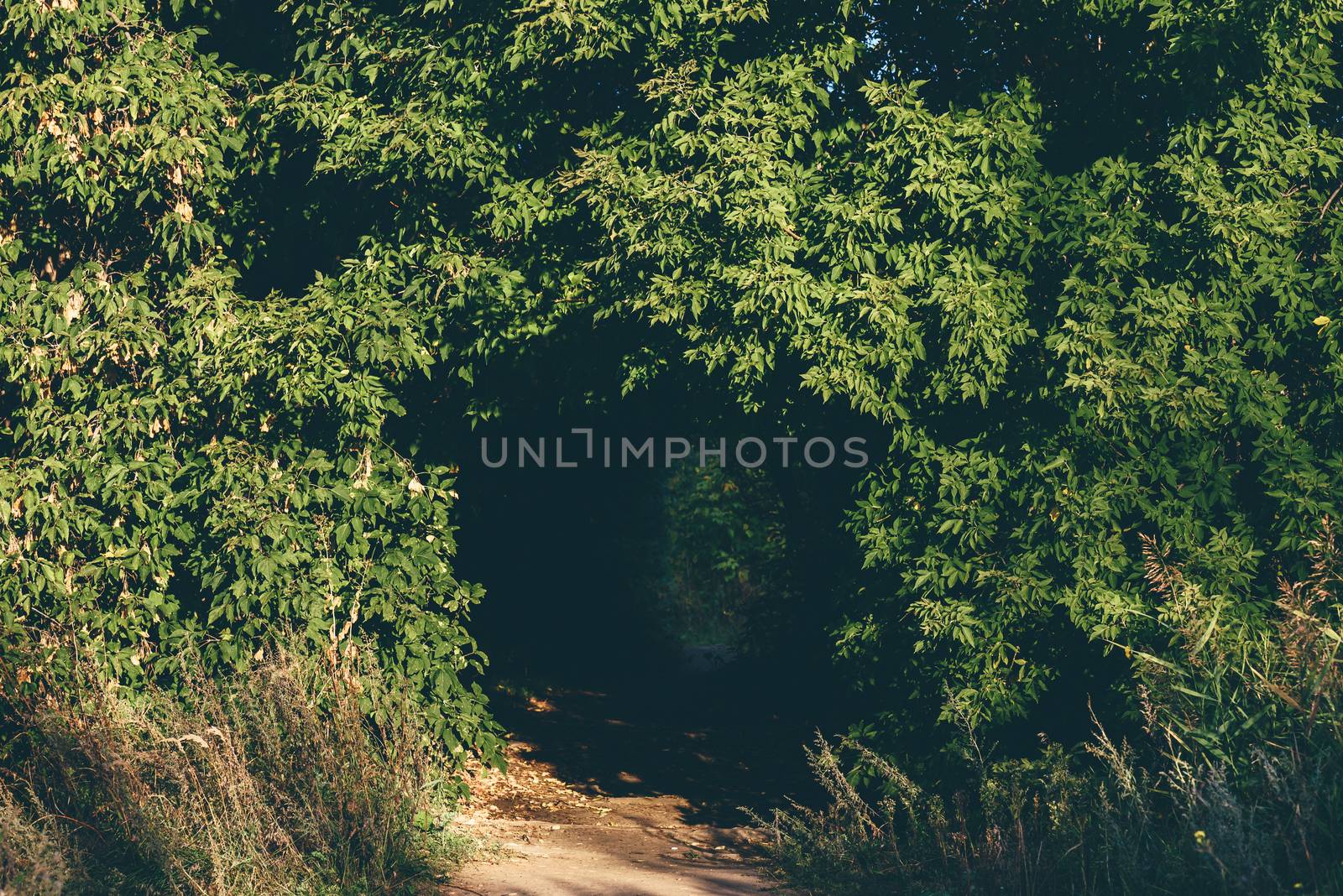 Hidden walkway in forest thicket in summer day