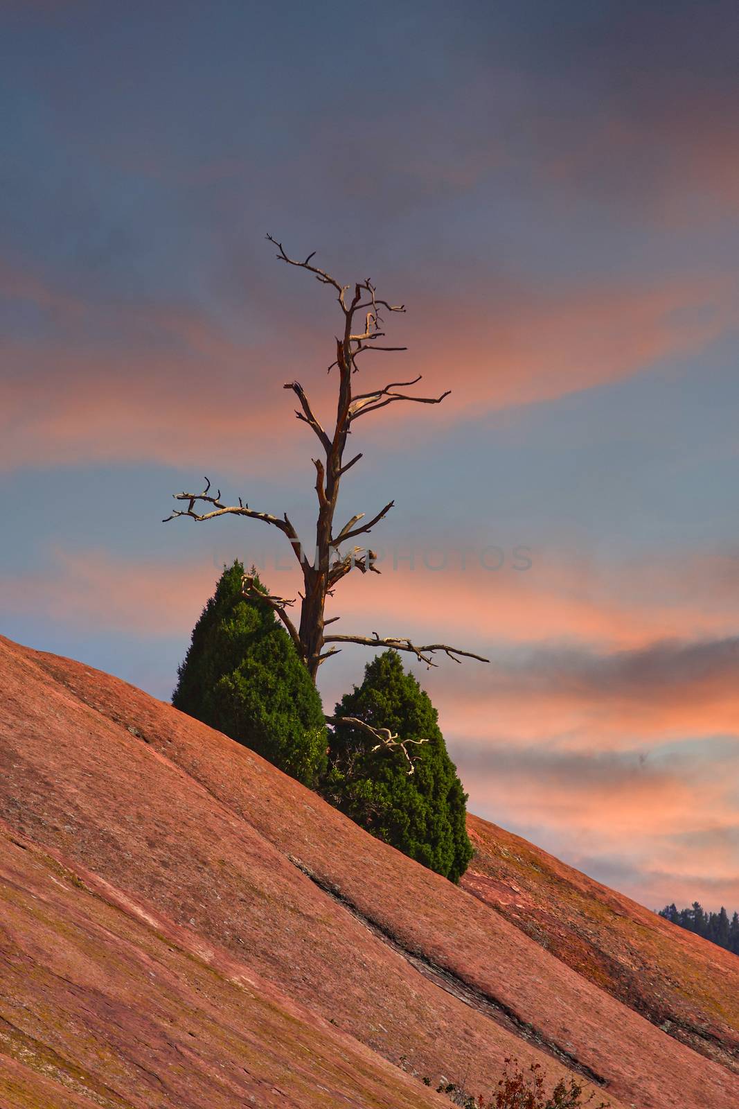 Bare Trees on Rock Mountain at Dusk by dbvirago