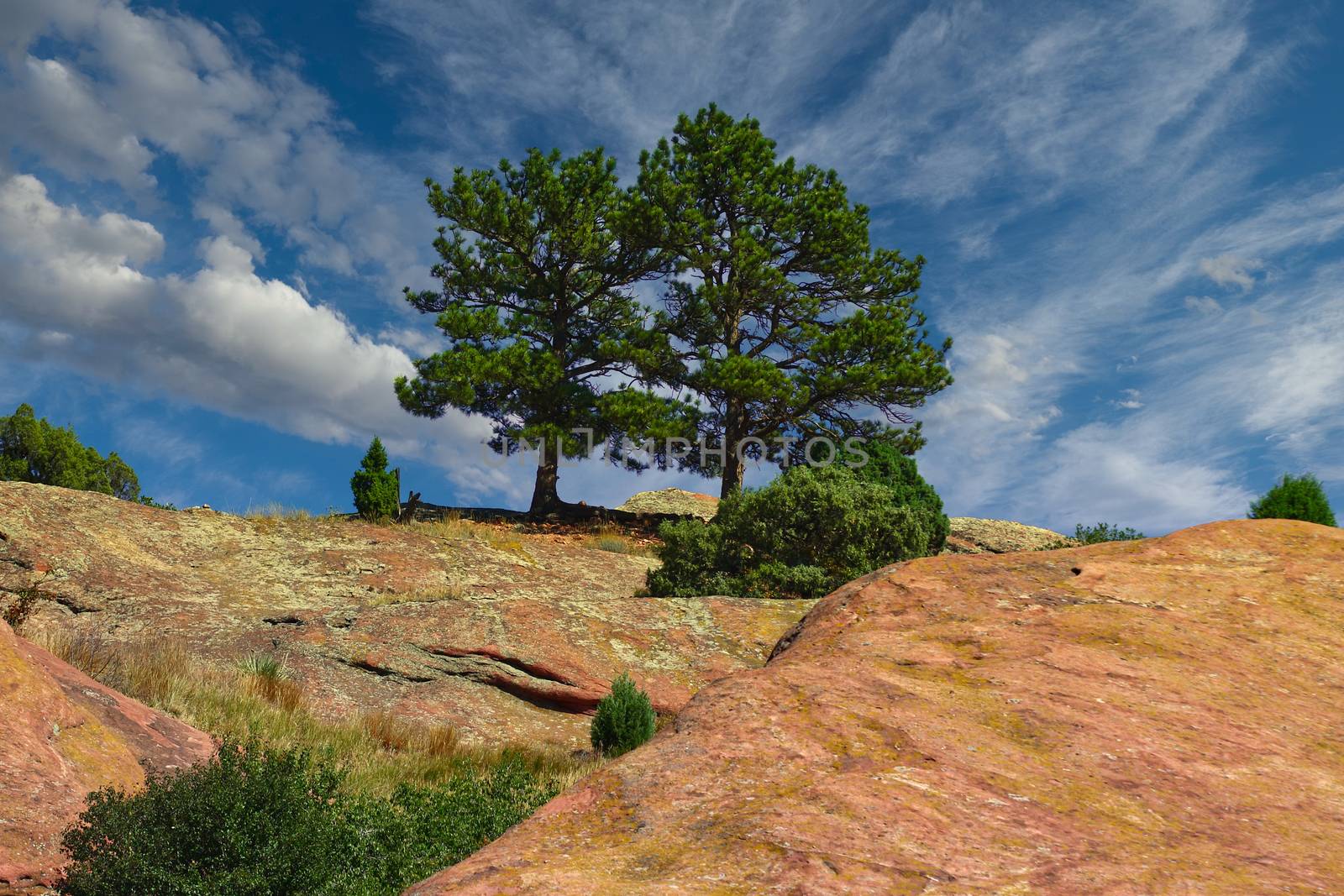 Trees on red stone hill in the desert of Colorado