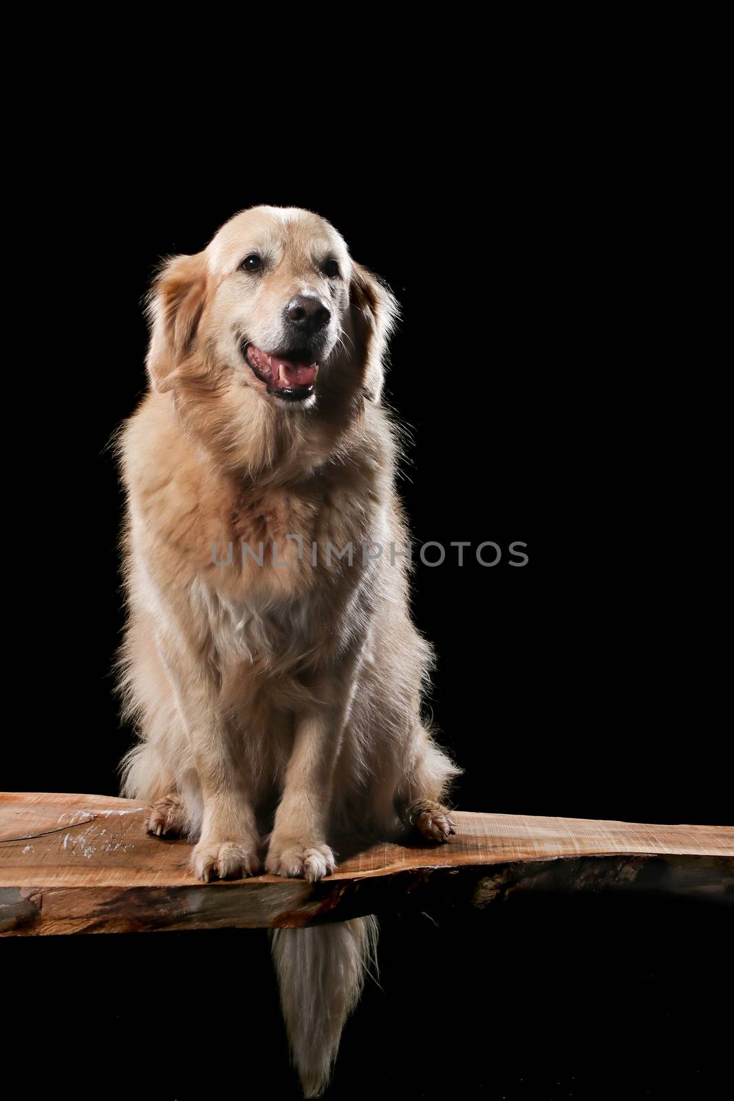 Golden Retriever on a wooden plank before a black background with open mouth