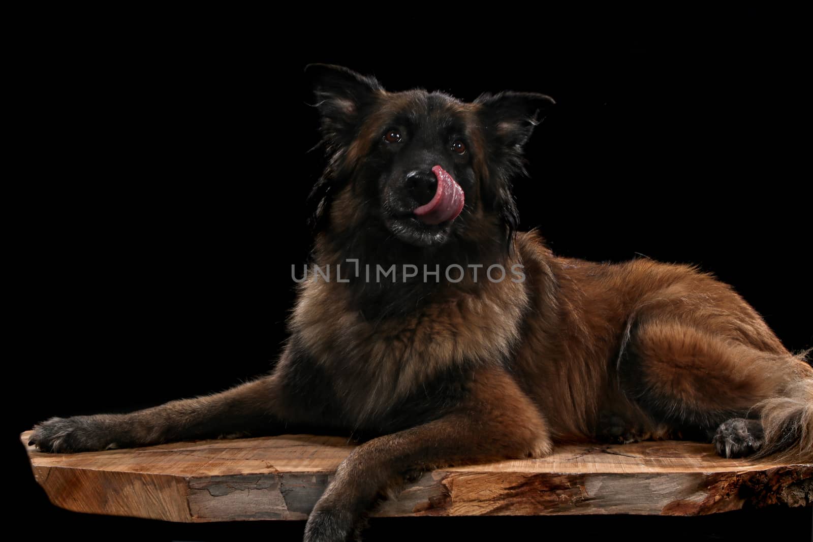 Belgian Shepherd Dog, malinois dog on Isolated Black Background in studio with tongue sticking out