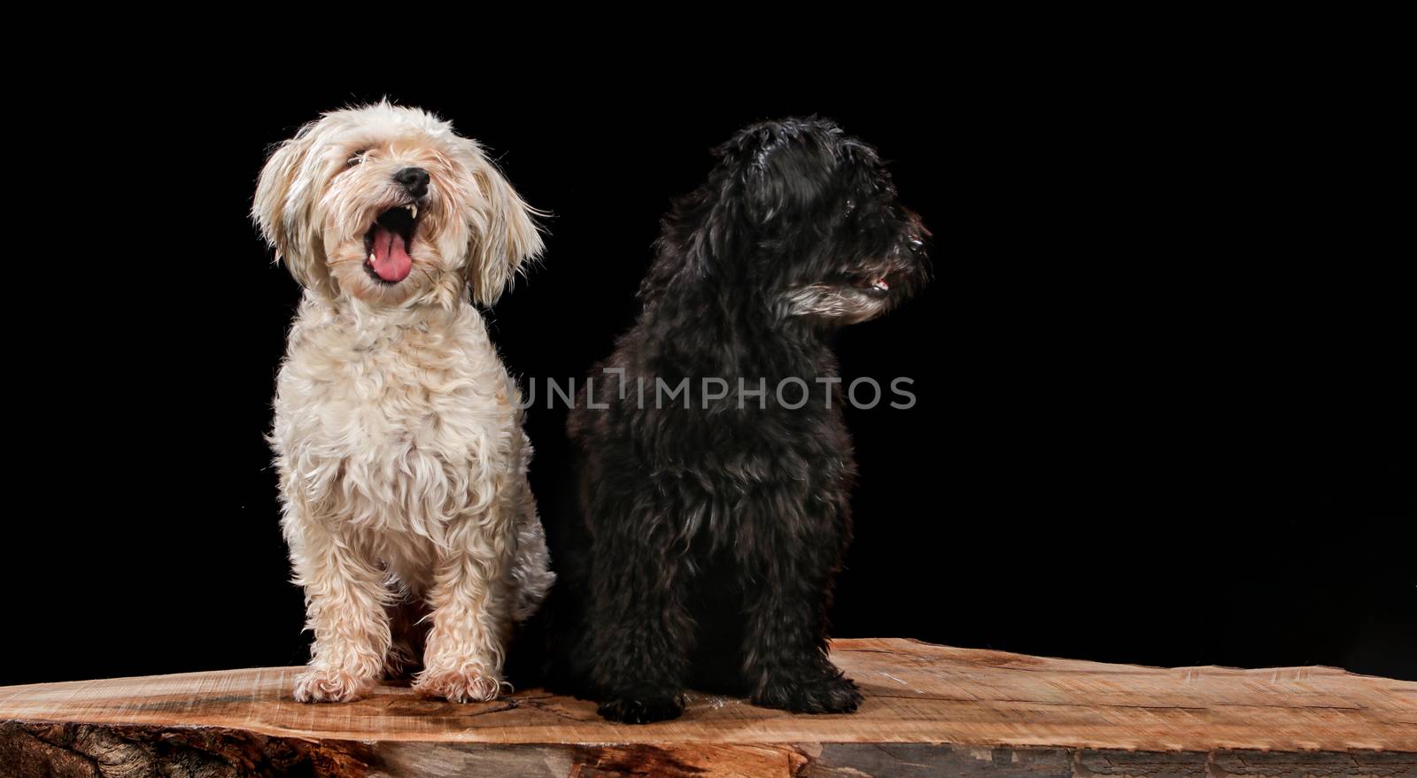 Two dogs on a wooden plank before a black background with open mouth