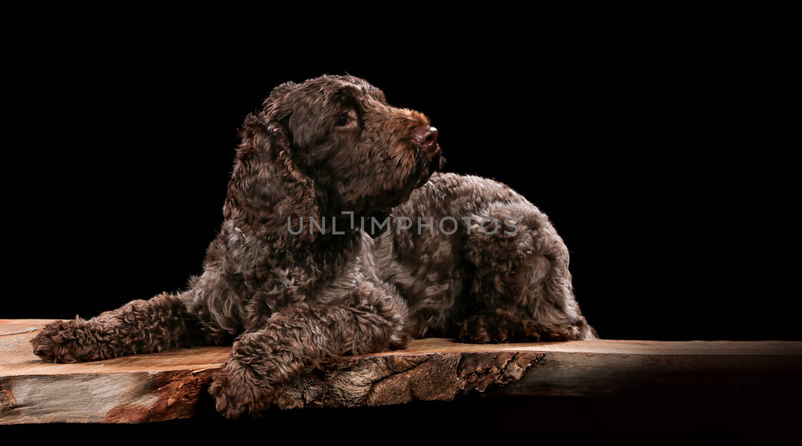 Lagotto on a wooden plank before a black background with open mouth