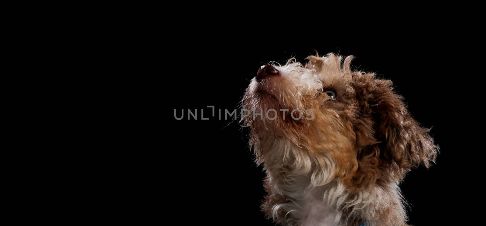 Dog portrait on a wooden plank before a black background with open mouth