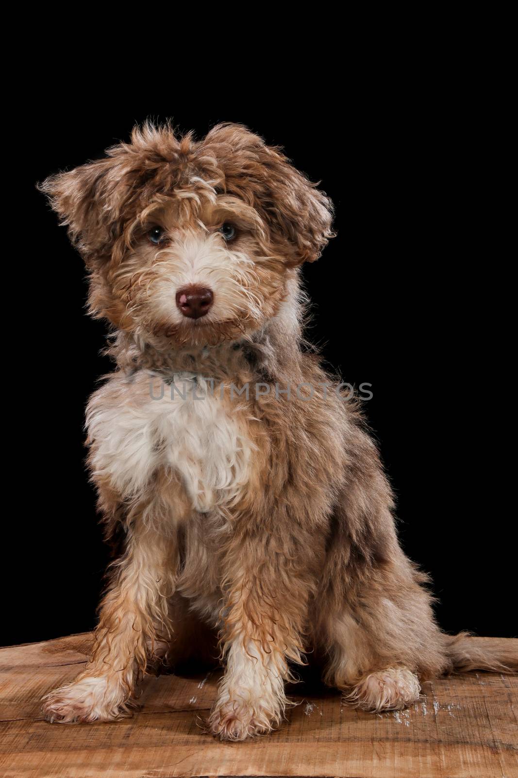 Dog portrait on a wooden plank before a black background with open mouth